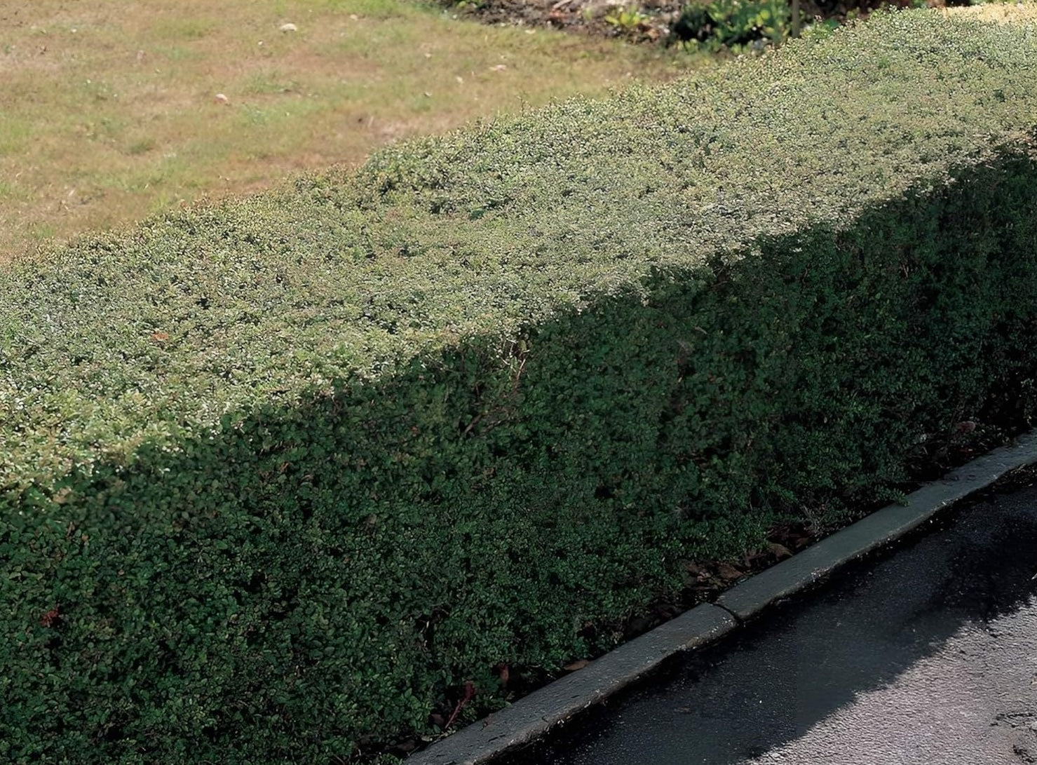 Lonicera nitida / Heckenmyrthe