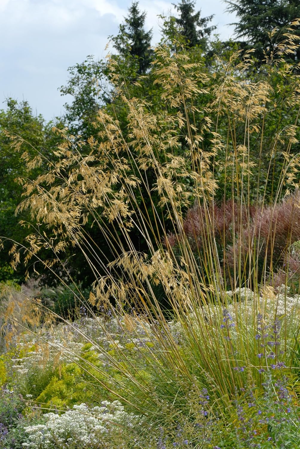 Stipa gigantea / Riesen-Federgras