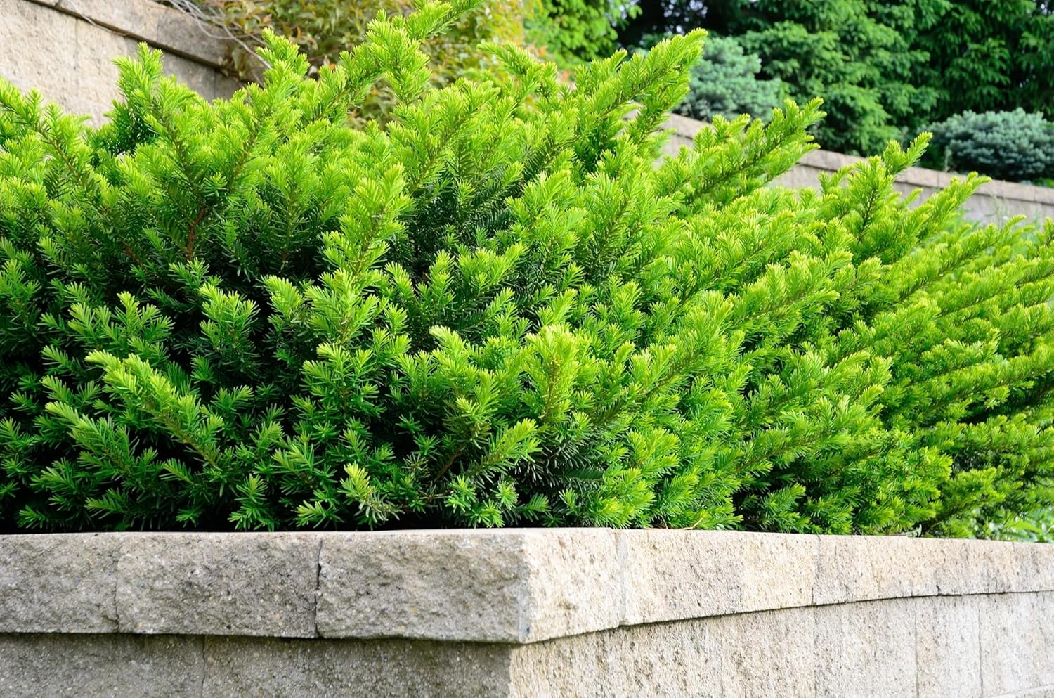 Taxus media 'Hillii' / Becher-Eibe
