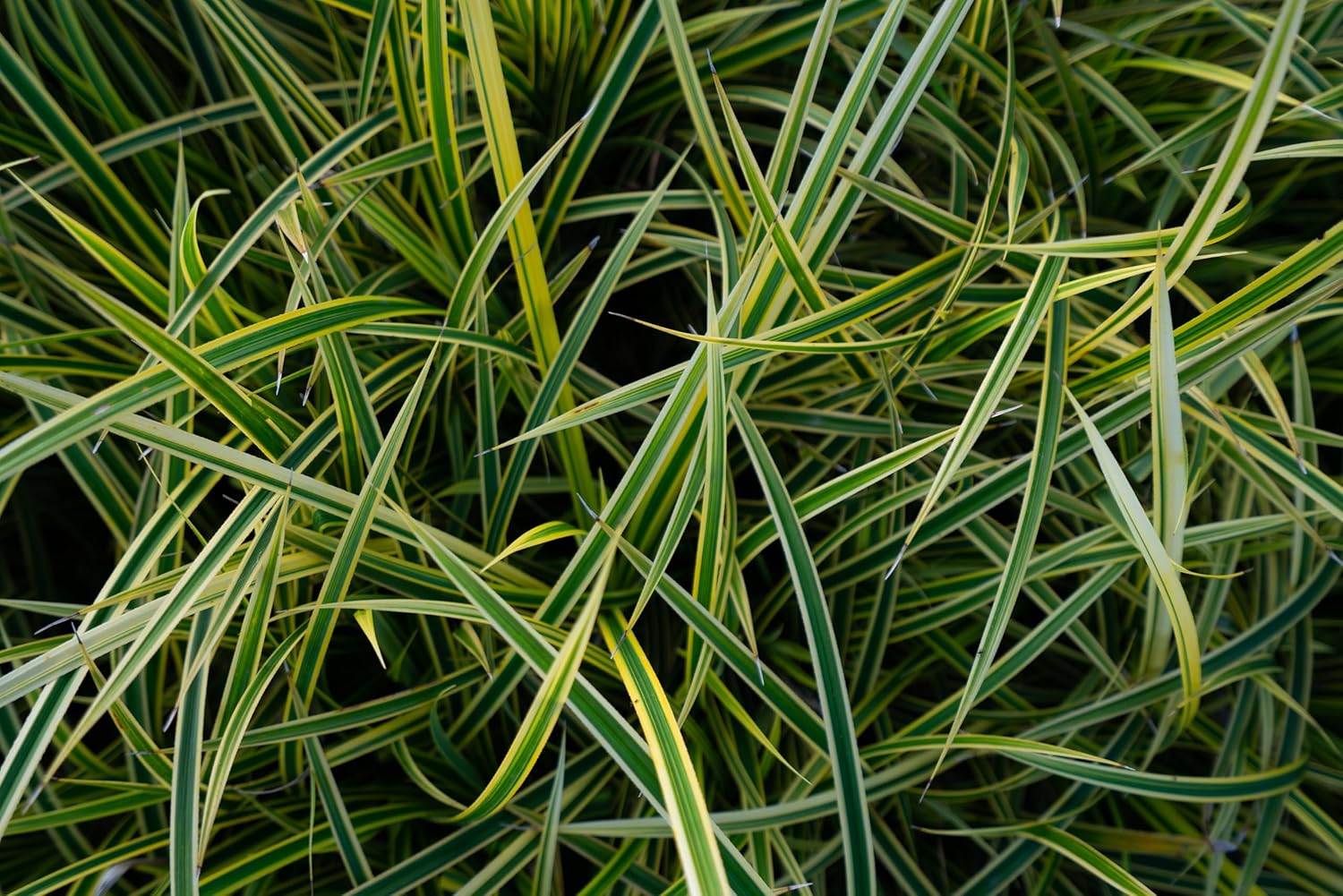 Carex morrowii 'Vanilla Ice' / Segge