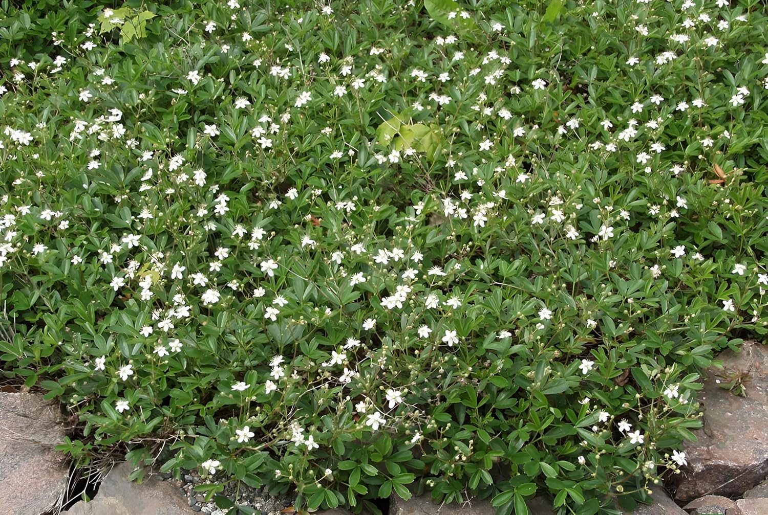 Potentilla tridentata 'Nuuk‘ / Teppich-Fingerkraut