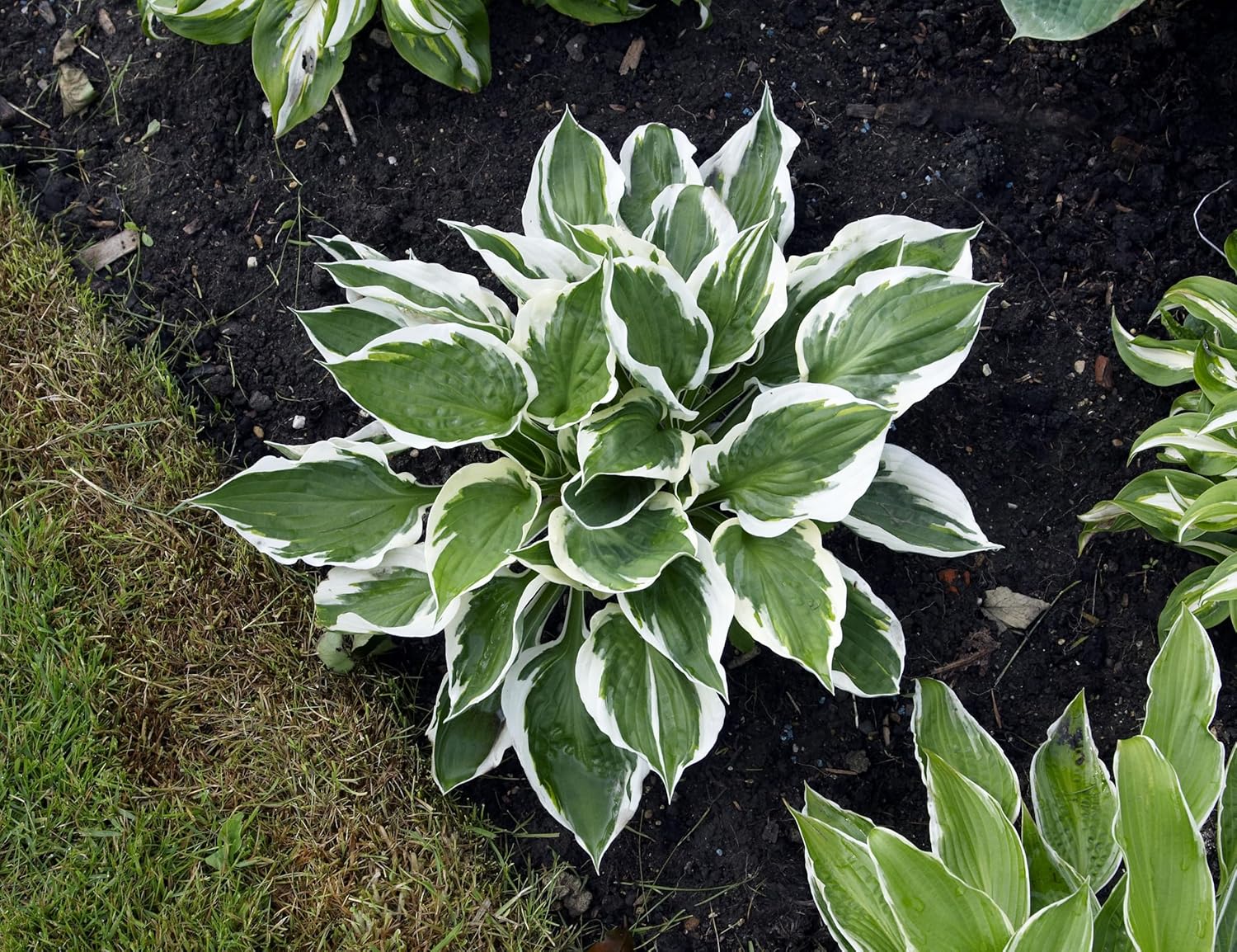 Hosta x fortunei 'Patriot' / Weißrand-Funkie
