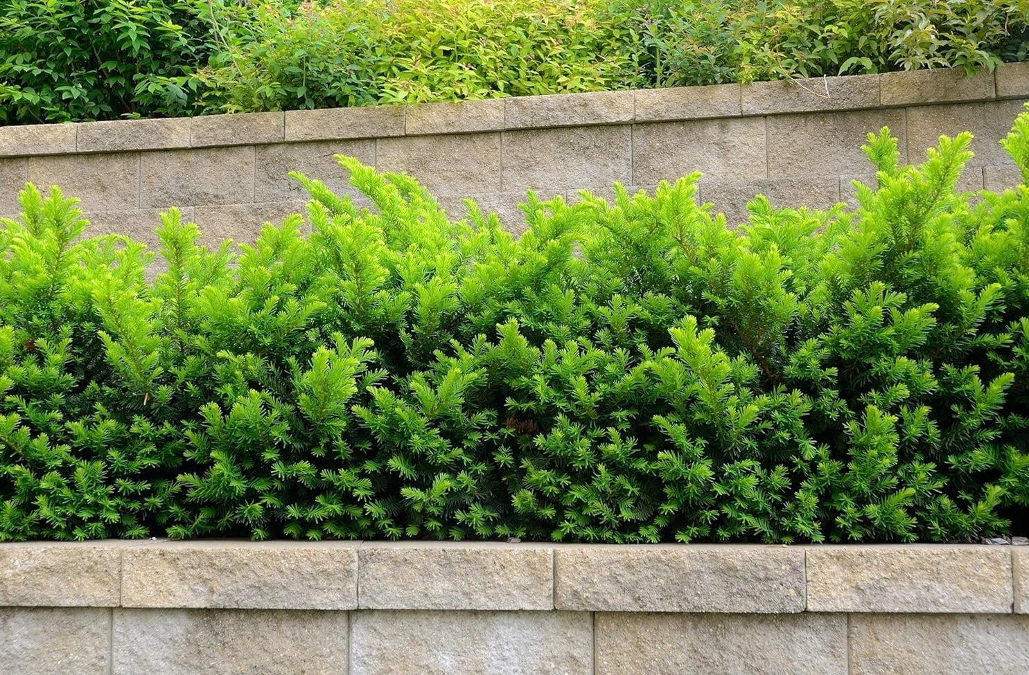 Taxus media 'Hillii' / Becher-Eibe