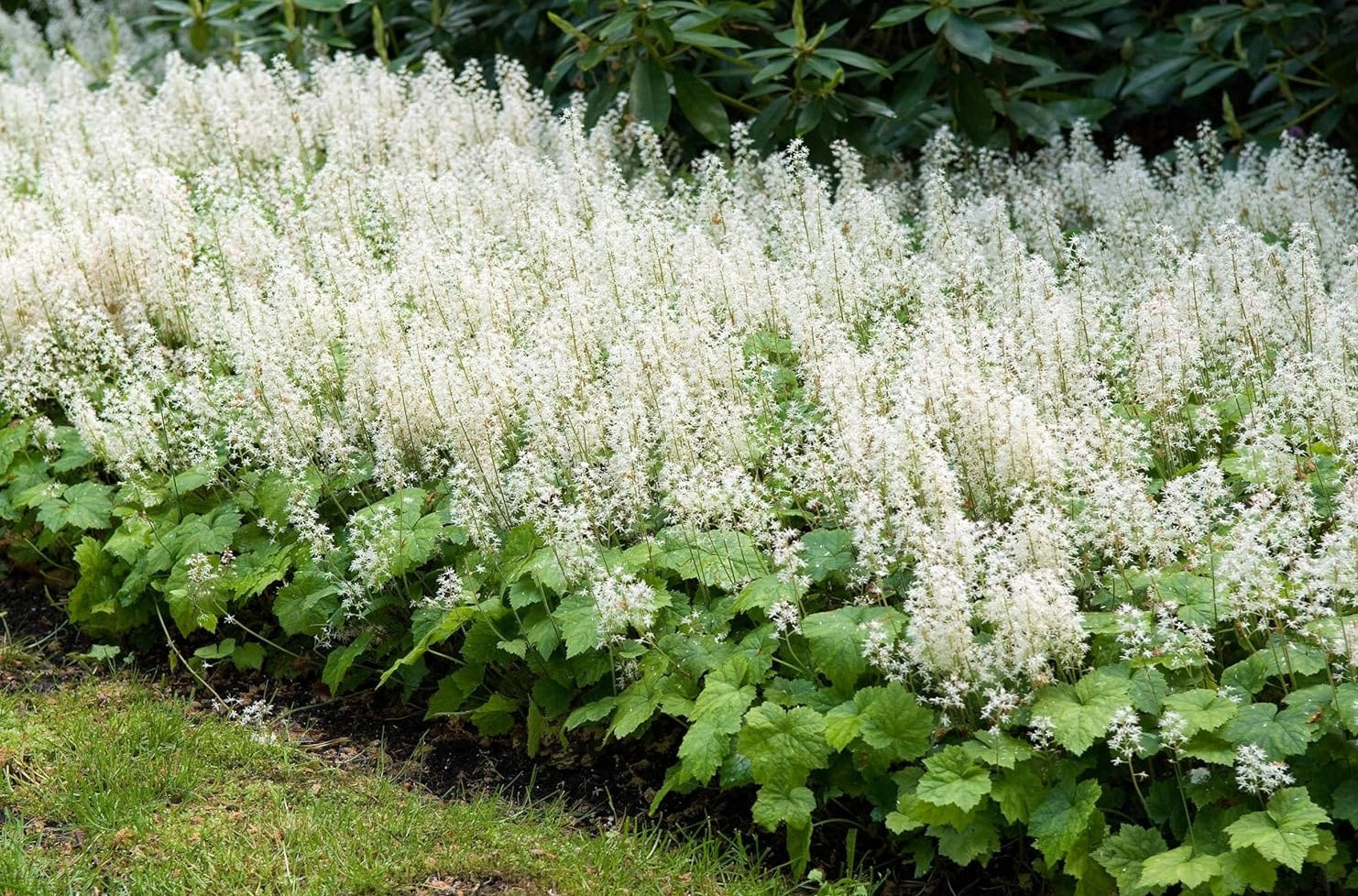 Tiarella cordifolia / Schaumblüte