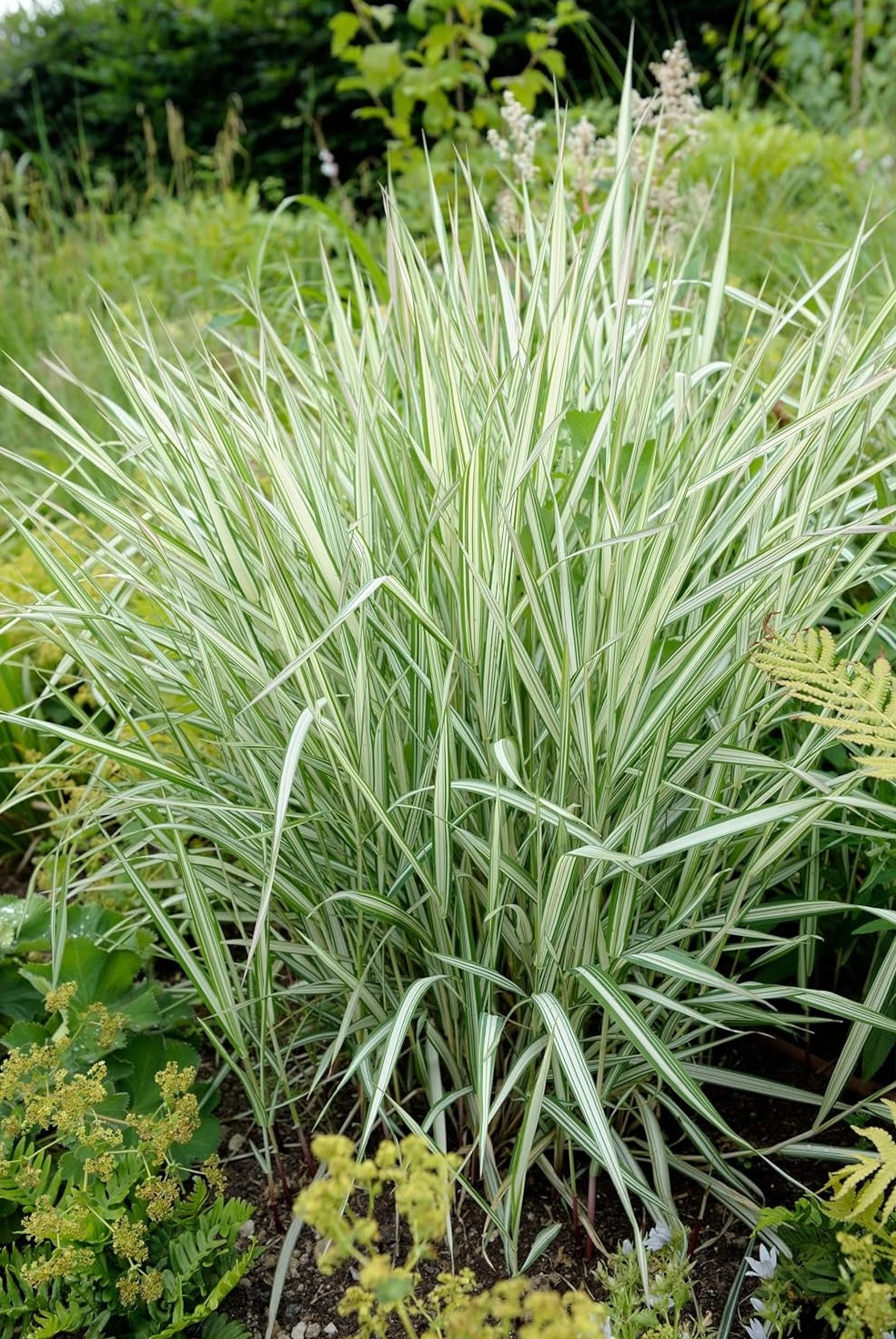 Phalaris arundnacea 'Picta‘ / Rohrglanzgras