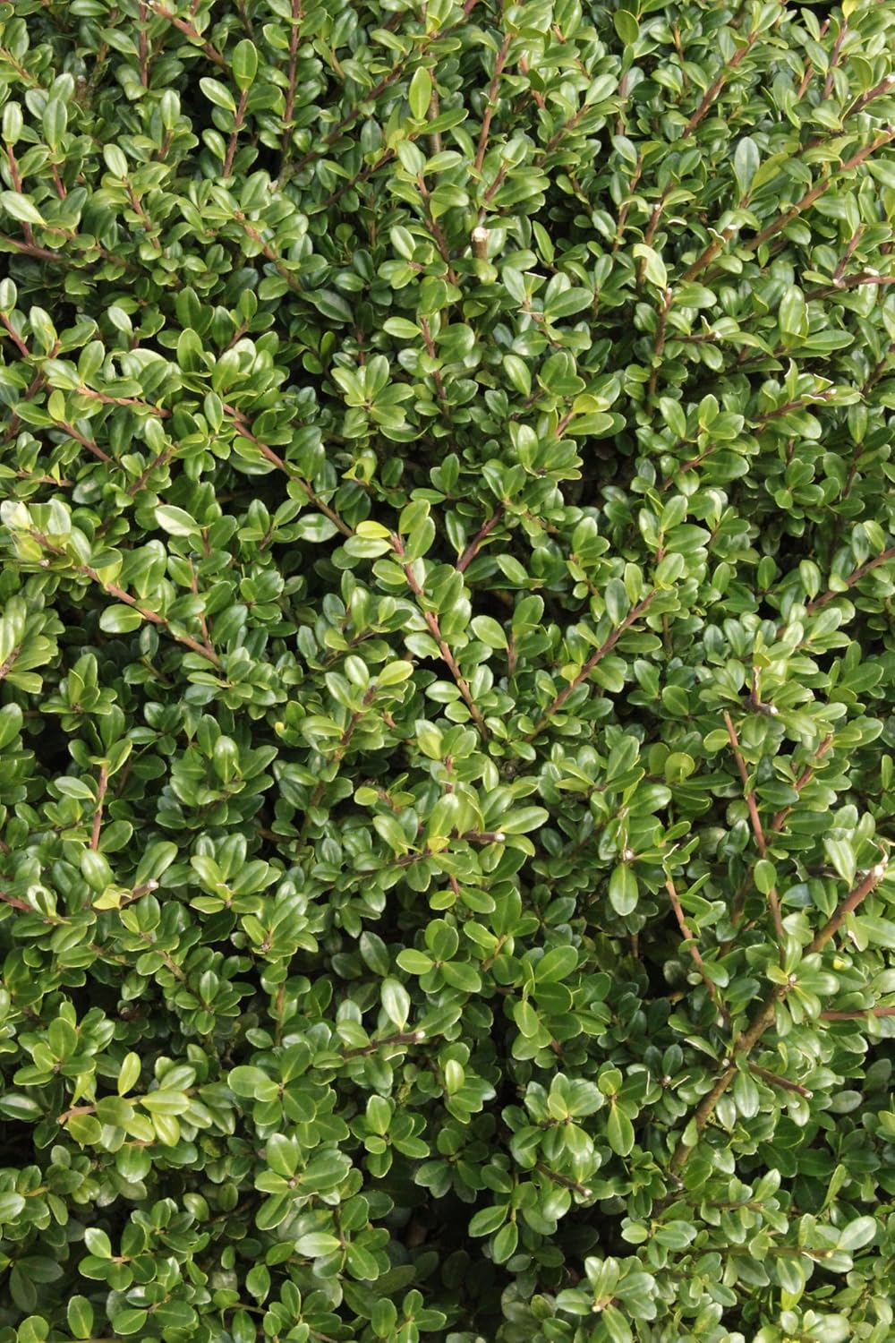 Ilex crenata 'Glory Gem' / Japanischer Berg Ilex