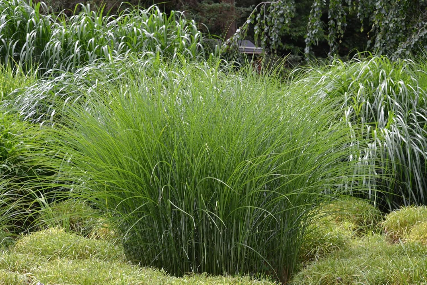 Miscanthus sinensis 'Gracillimus Nana' / Kleines Chinaschilf