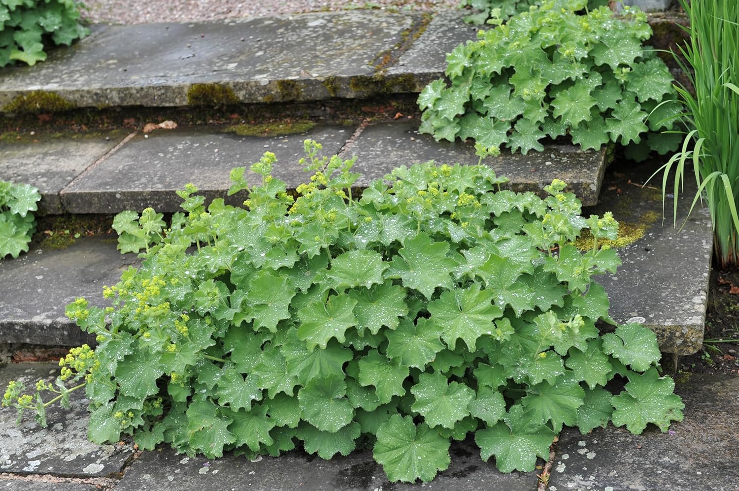Alchemilla mollis / Großer Frauenmantel