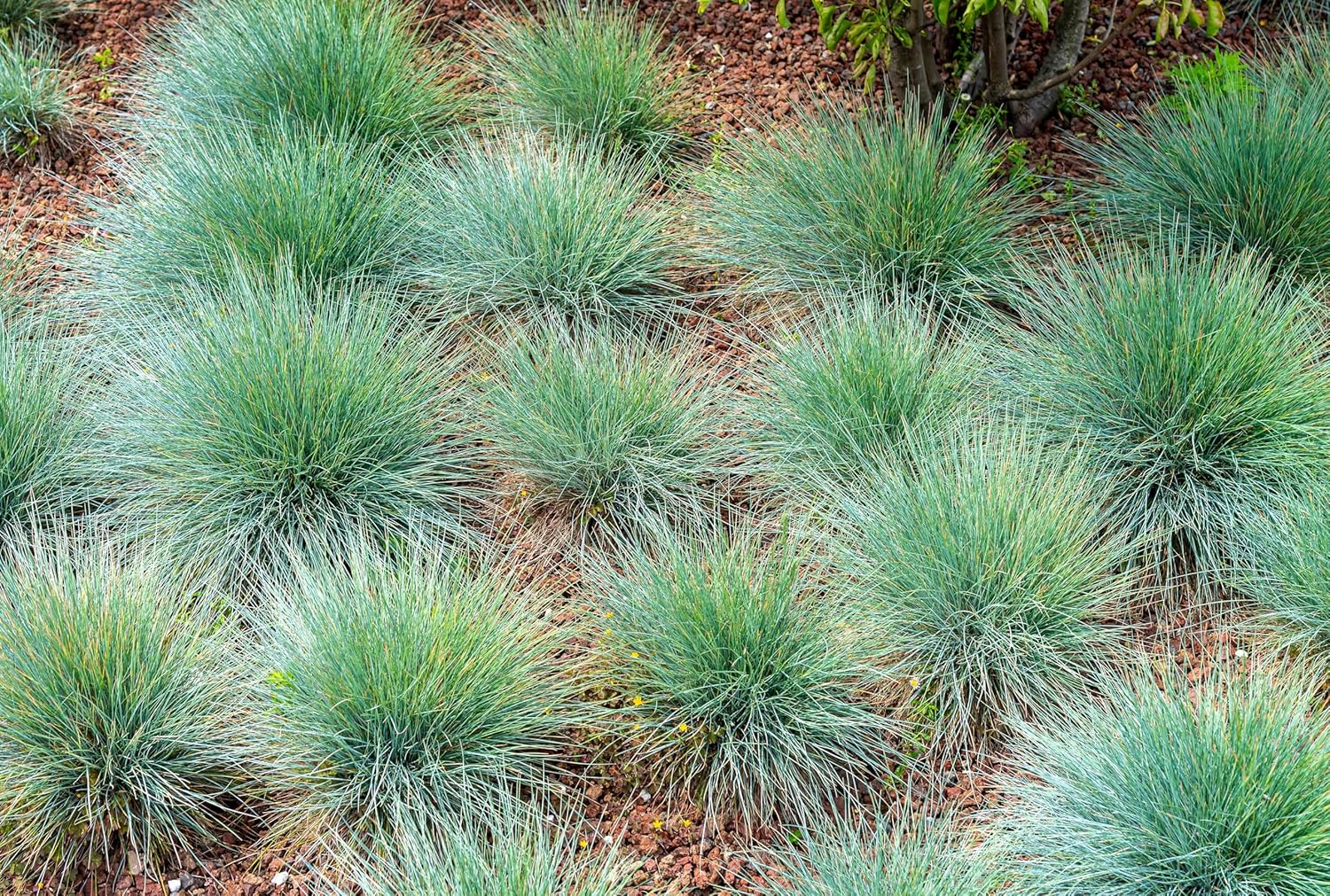 Festuca glauca 'Festina' / Blauschwingel
