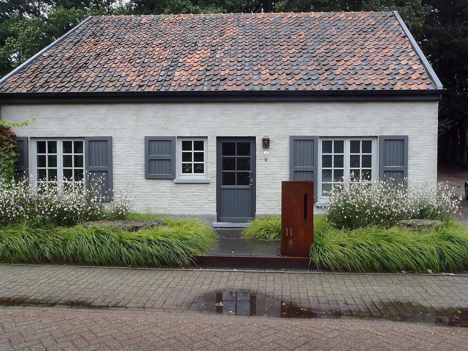 Carex oshimensis ‚JS Greenwell' / Japan Segge