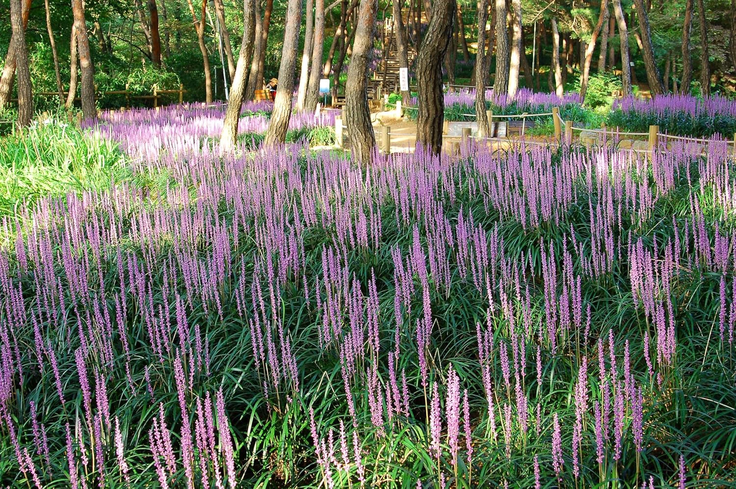 Liriope muscari 'Big Blue' / Lilientraube