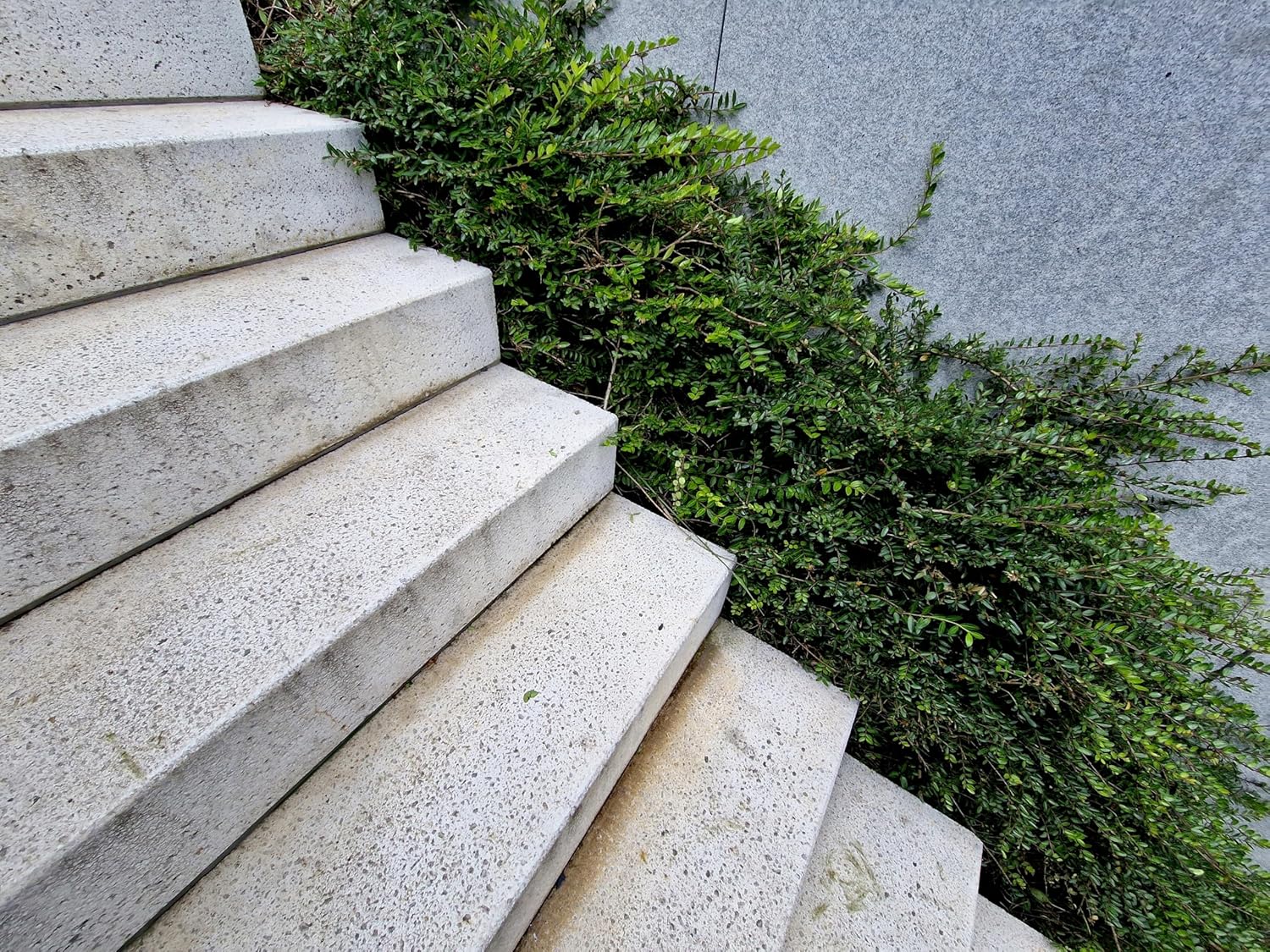 Lonicera nitida / Heckenmyrthe