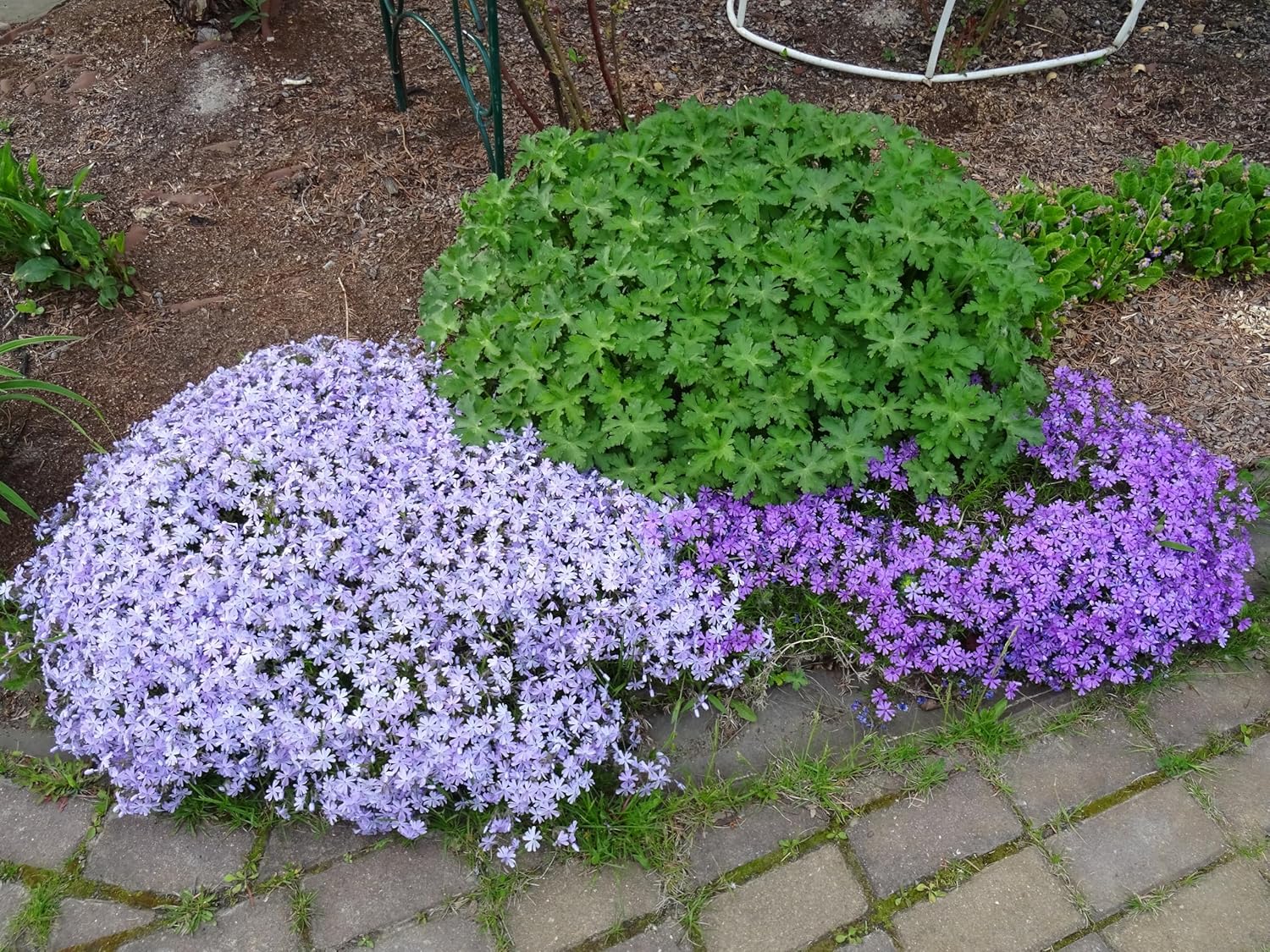 Phlox subulata 'Emerald Cushion Blue' / Blauer Polster-Phlox