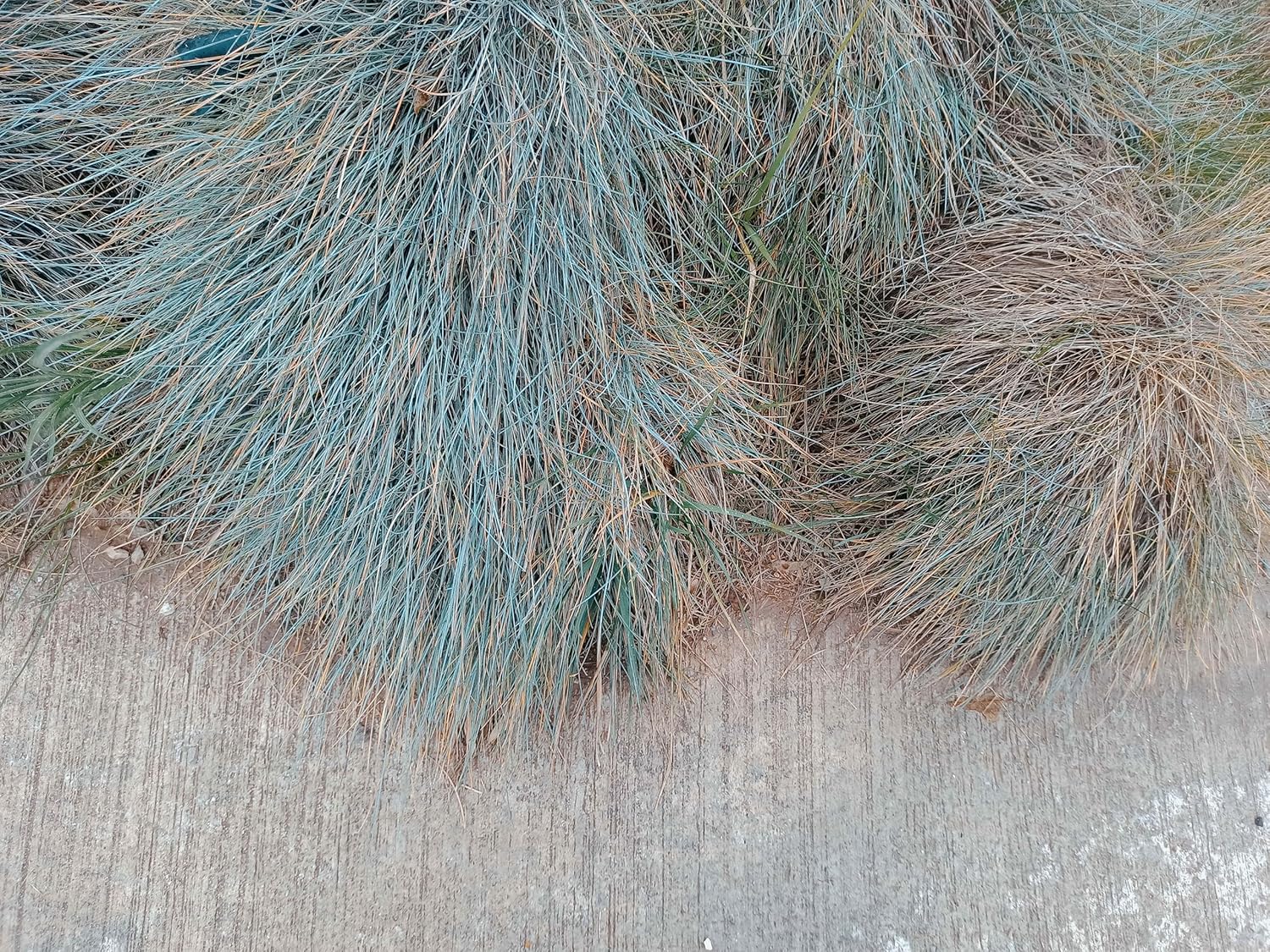 Festuca glauca 'Elijah Blue' / Blauschwingel