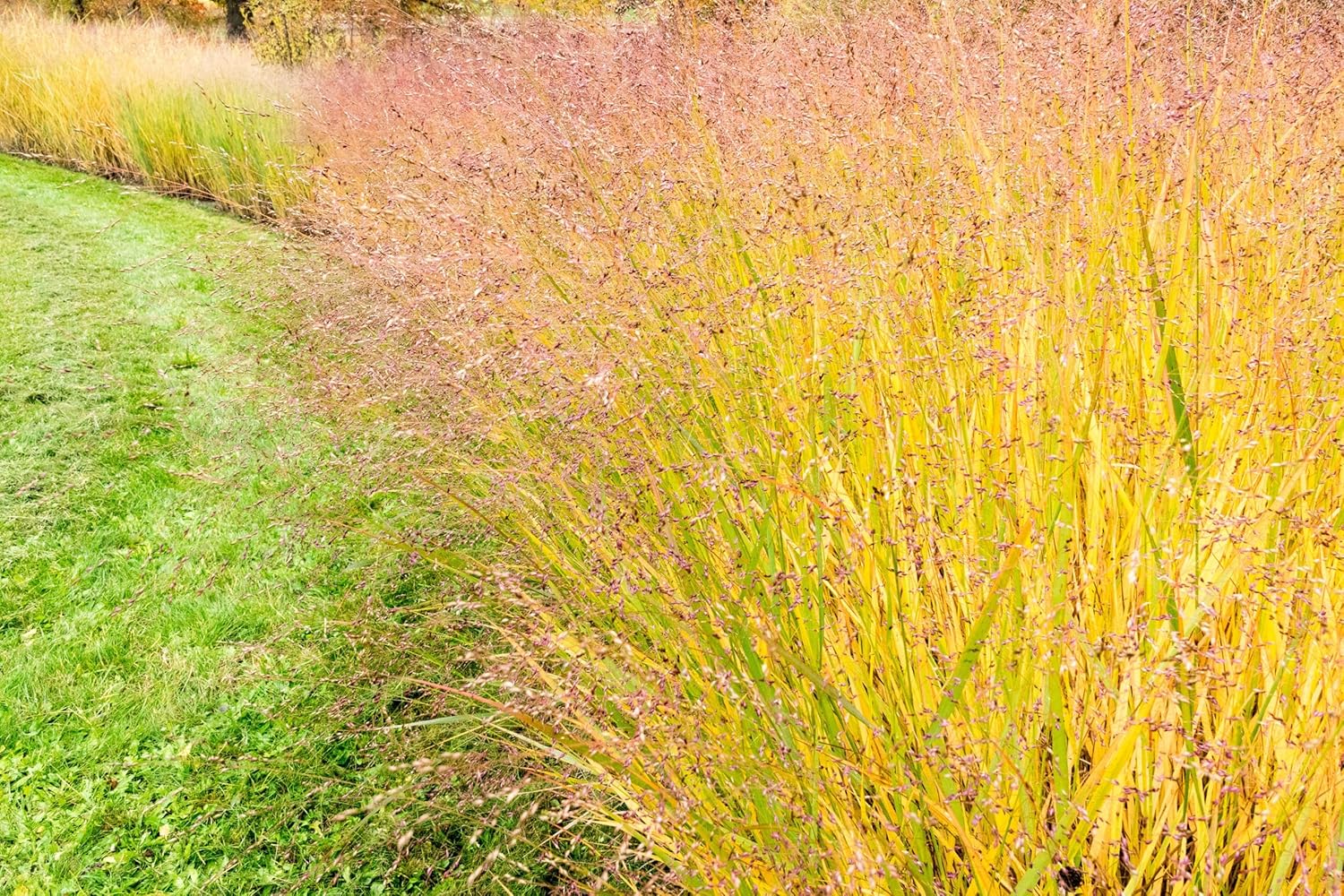 Panicum virgatum 'Strictum' / Gelbe Rutenhirse