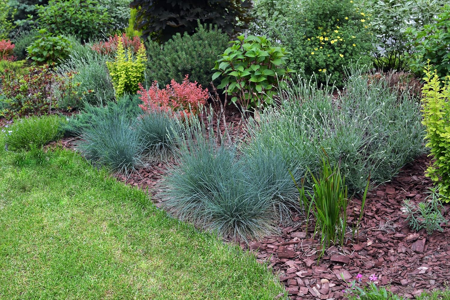 Festuca glauca 'Festina' / Blauschwingel