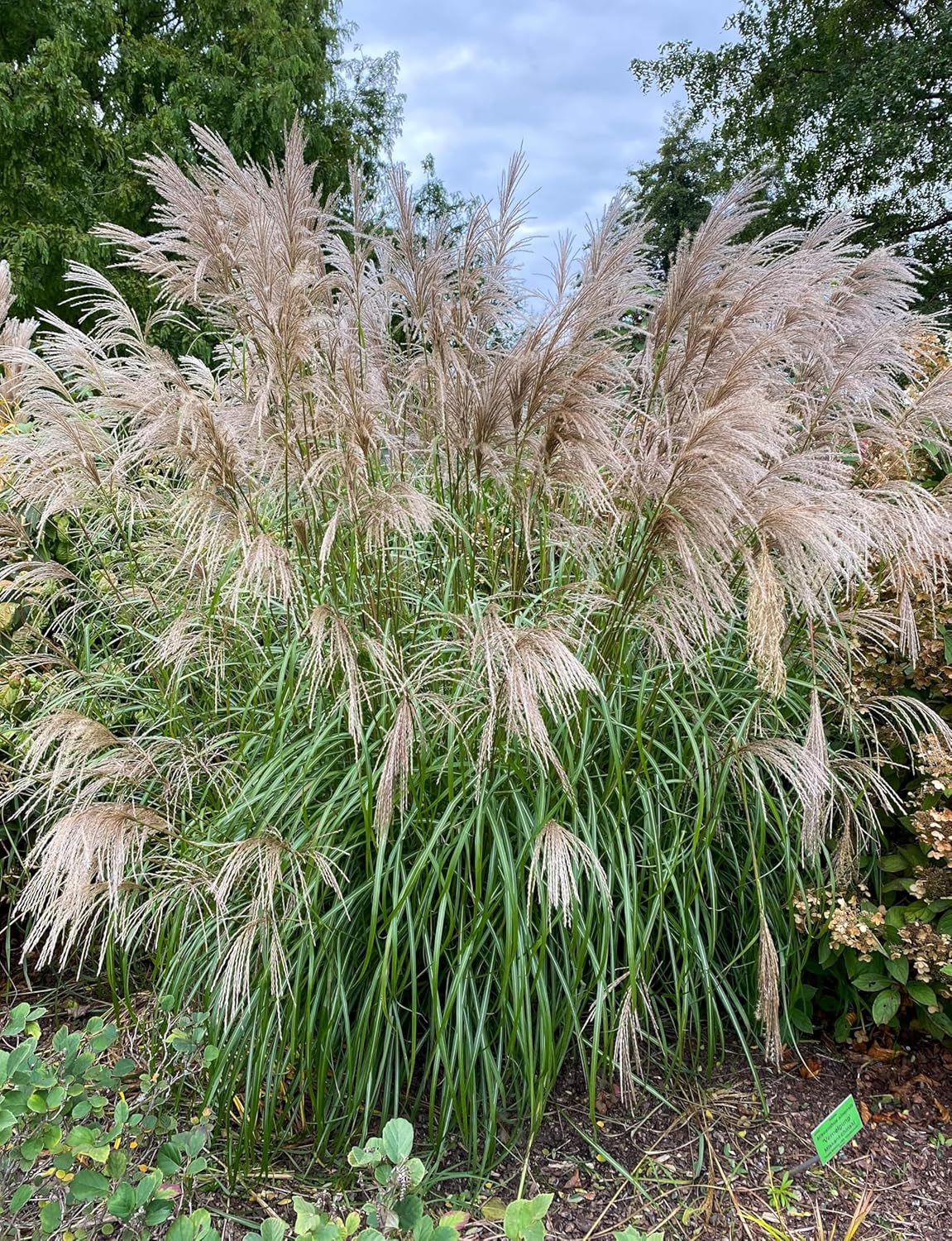 Miscanthus sinensis 'Graziella' / Chinaschilf
