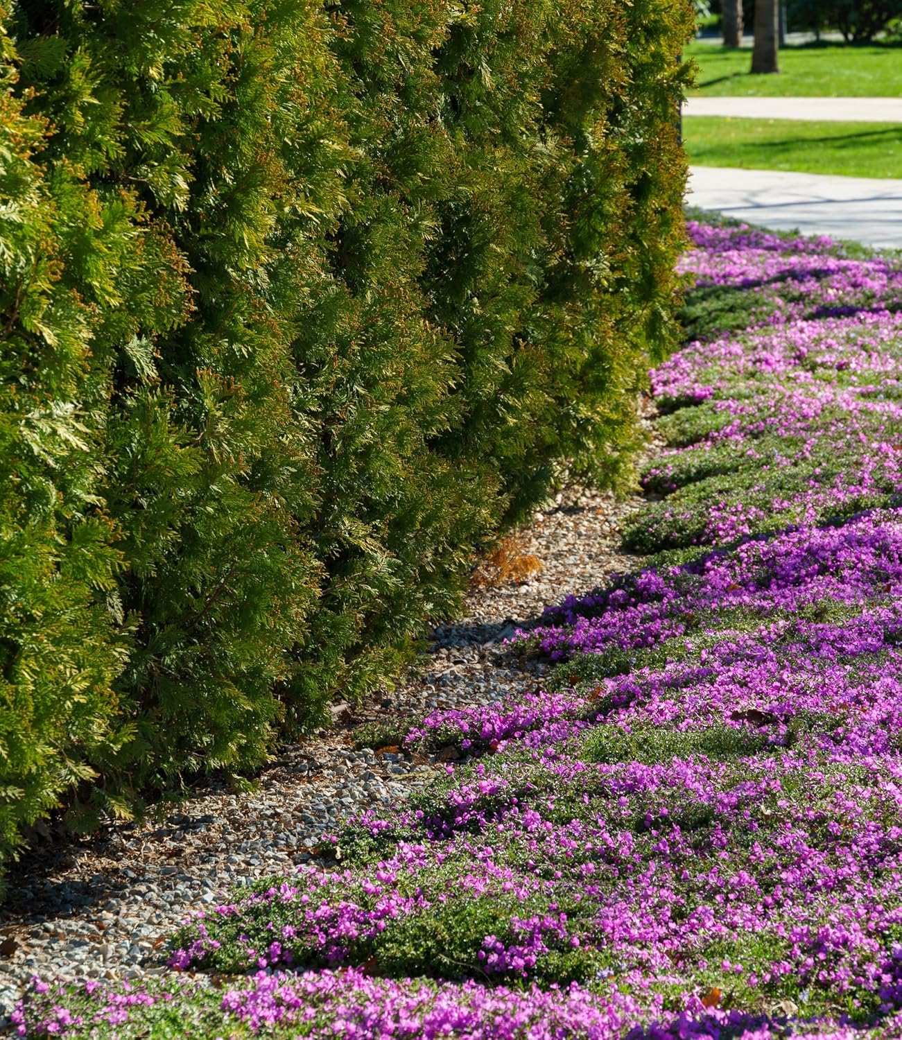 Phlox subulata 'McDaniel's Cushion' / Violetter Polster-Phlox