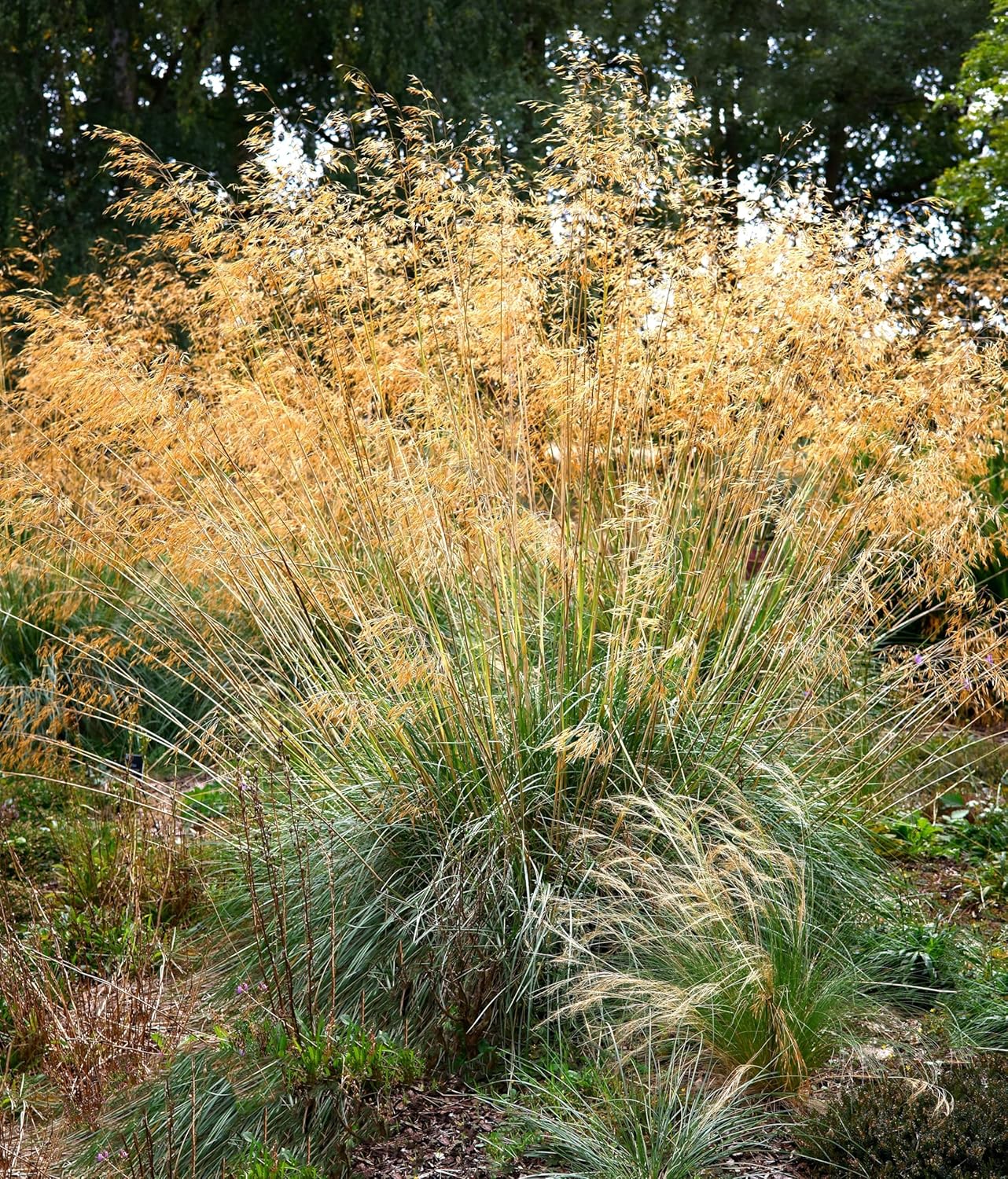 Stipa gigantea / Riesen-Federgras