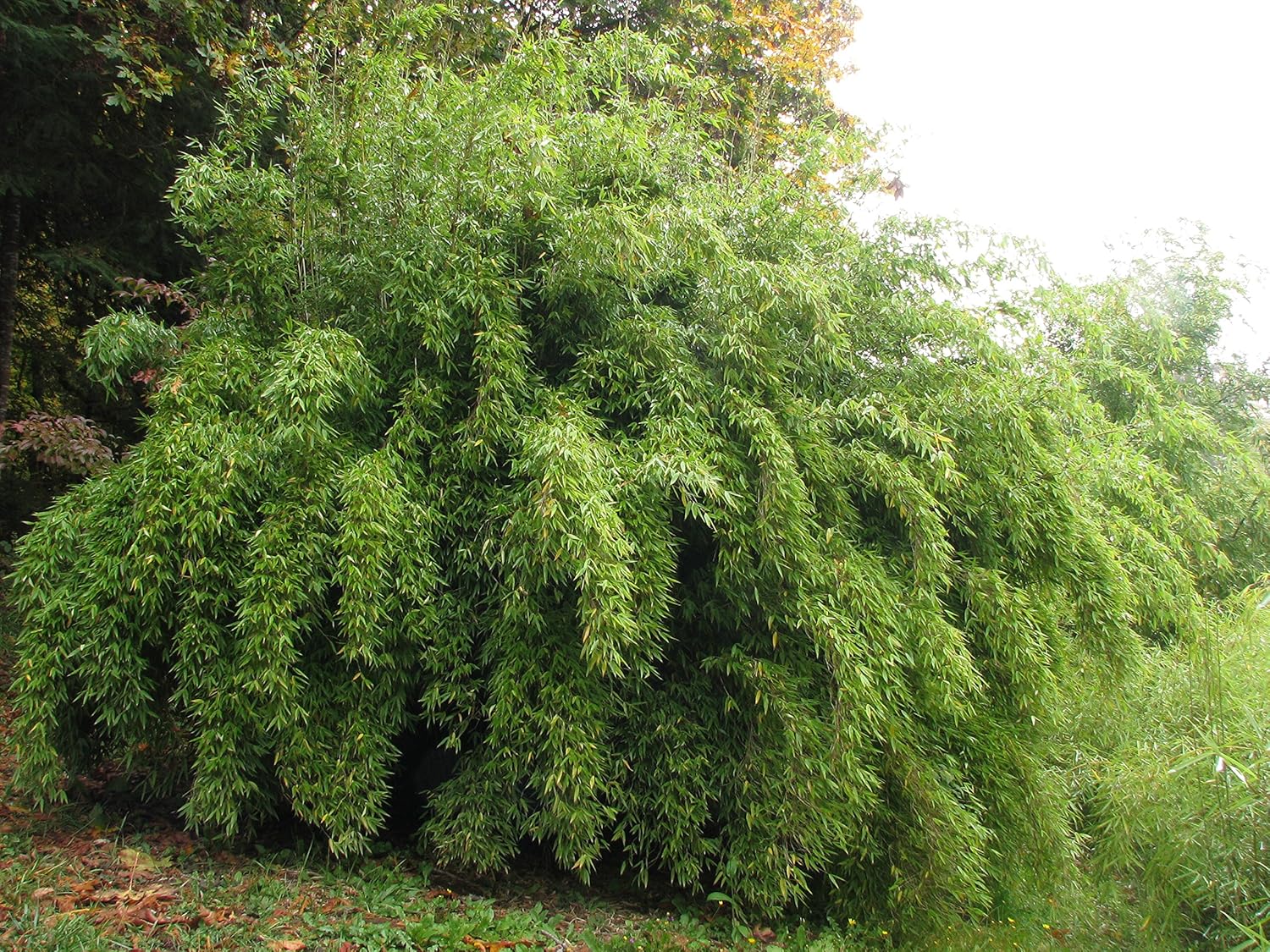 5 x Fargesia Kollektion / Garten-Bambus - extra für Sie ausgewählt