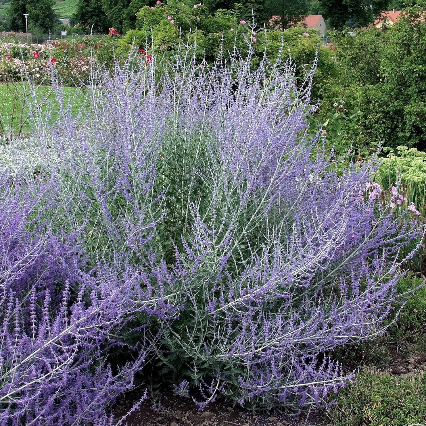 Perovskia atriplicifolia 'Blue Spire' / Blauraute