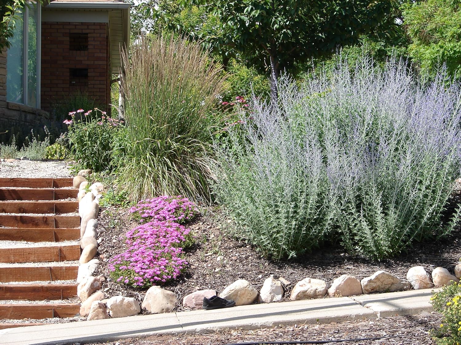 Perovskia atriplicifolia 'Little Blue Spire' / Zwerg Blauraute