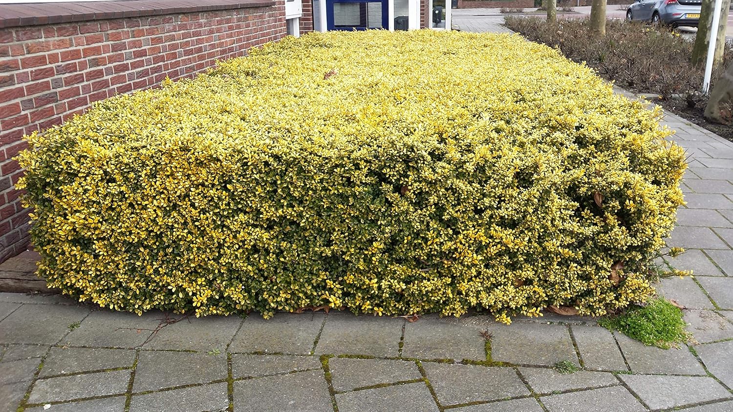 Ilex crenata 'Golden Gem' / Gelber Berg Ilex