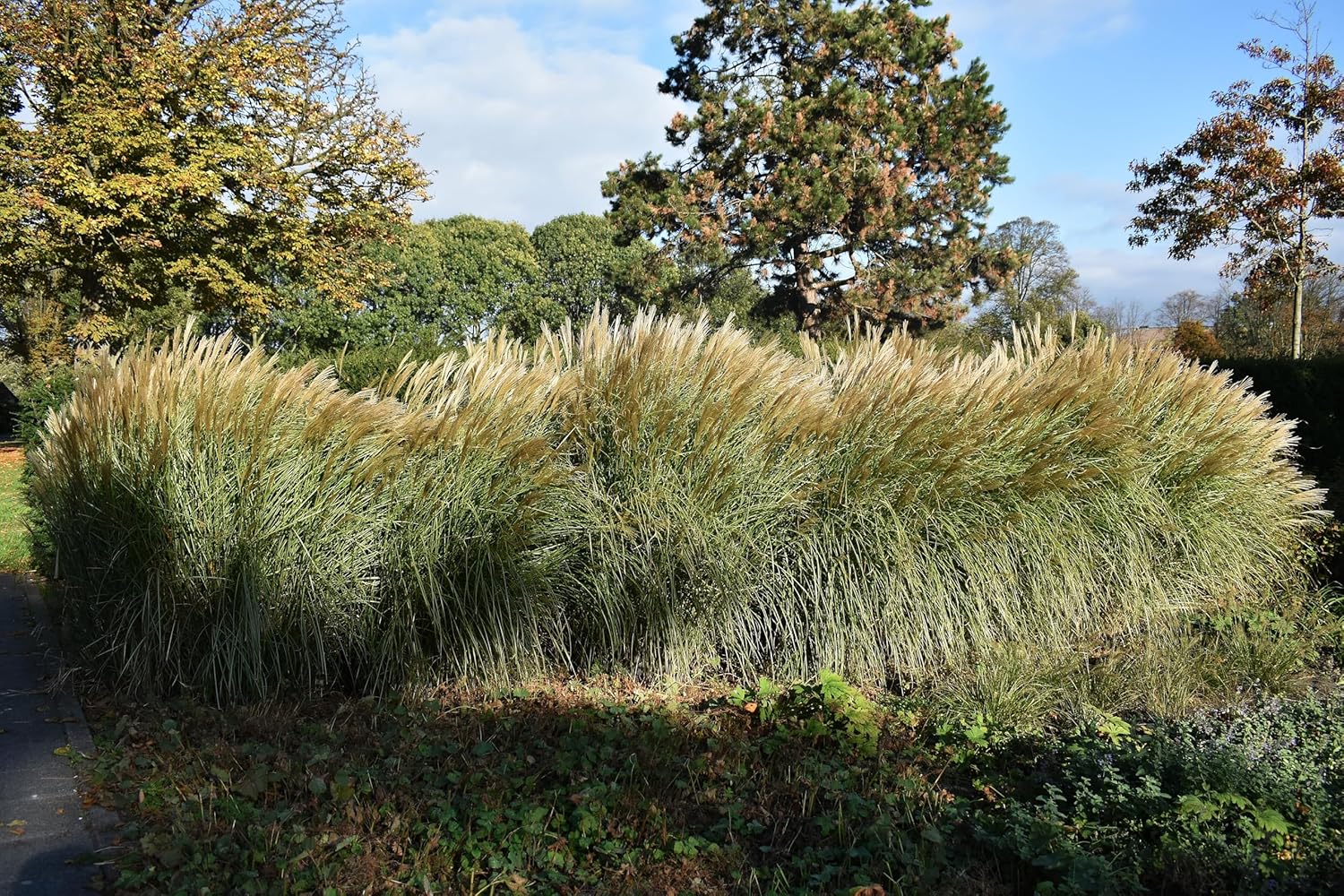 Miscanthus sinensis 'Federweißer' / Weißes Chinaschilf
