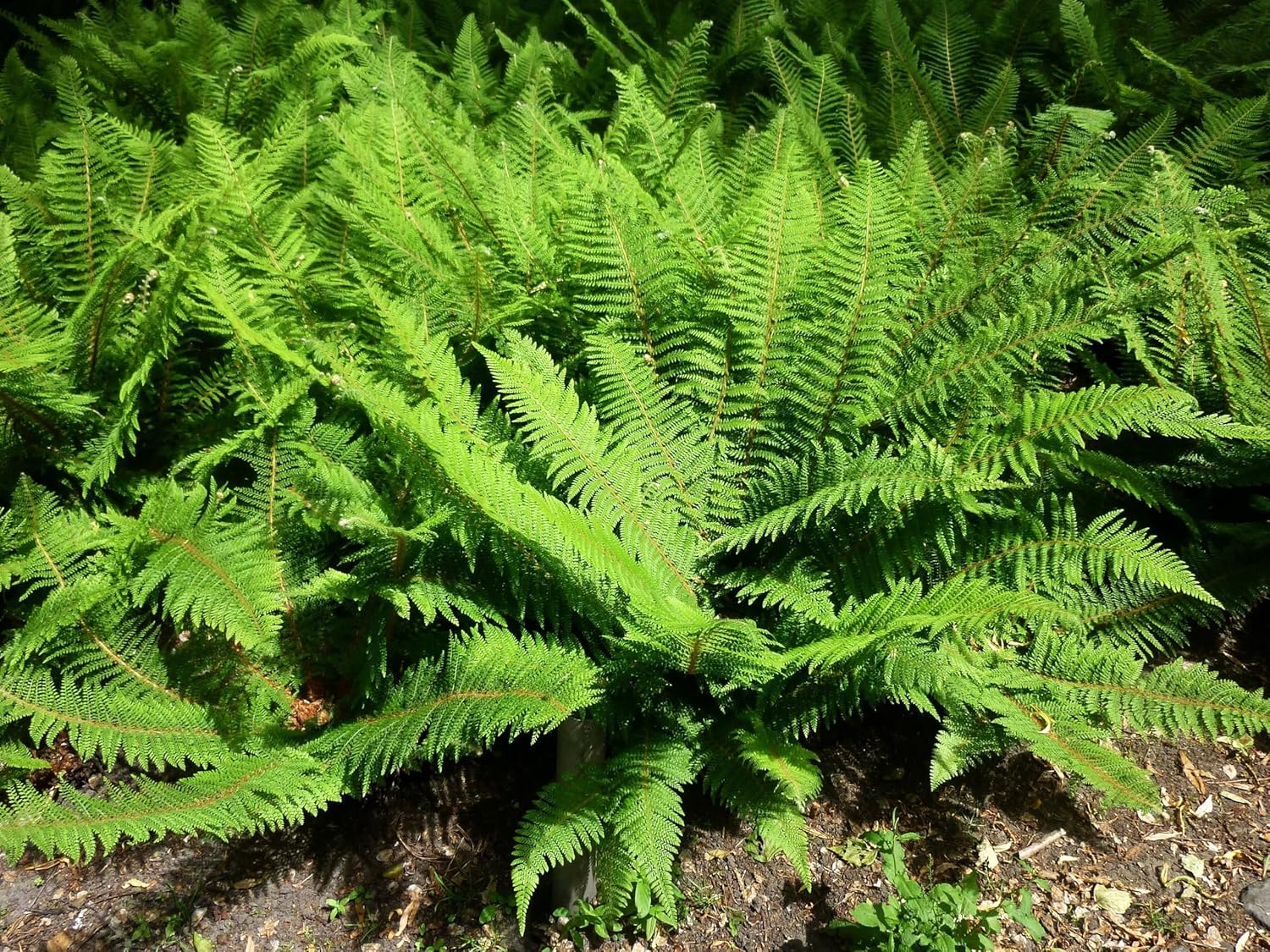 Polystichum setiferum 'Herrenhausen' / Filigranfarn