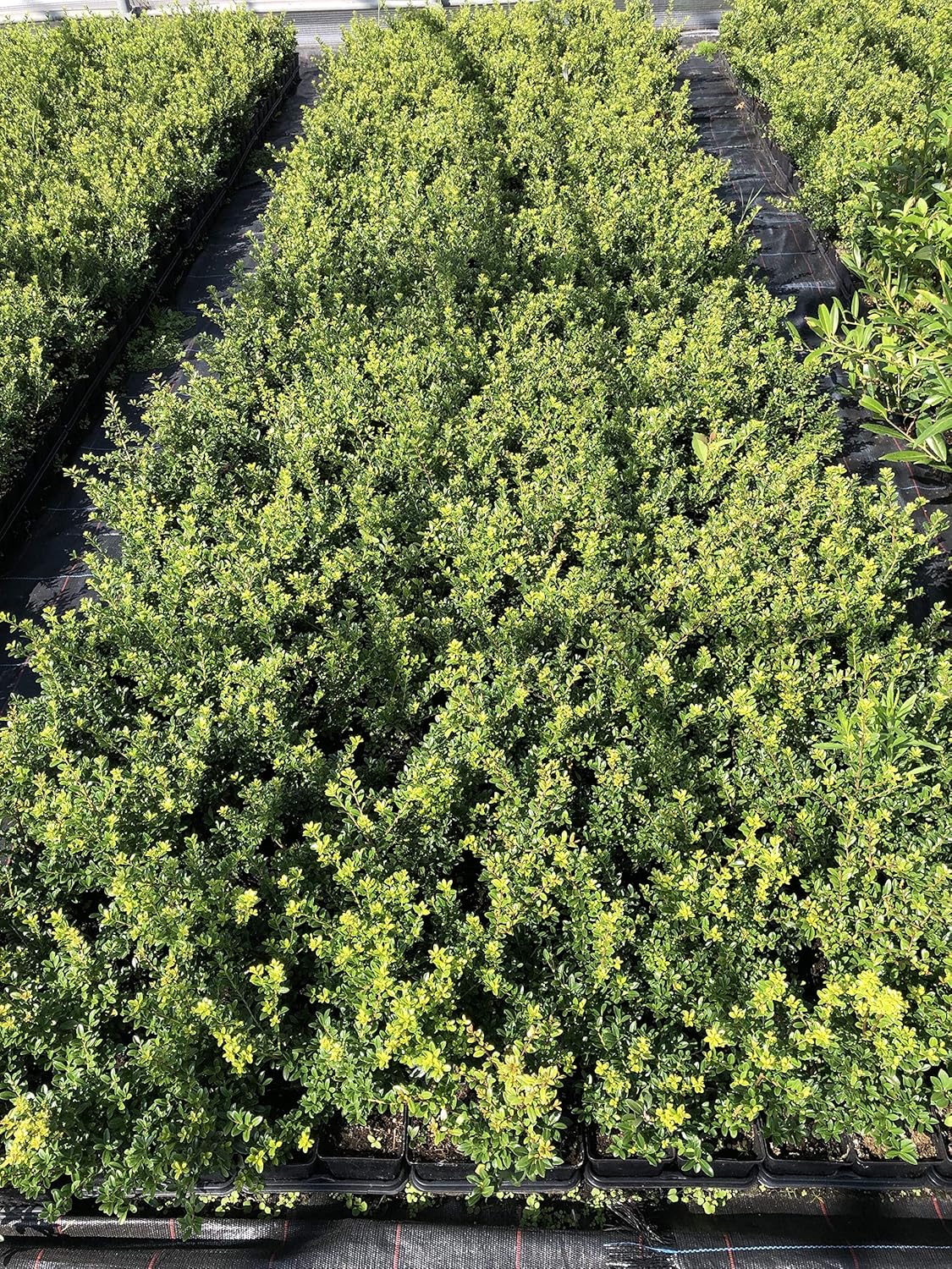 Ilex crenata 'Stokes' / Niedriger Berg Ilex