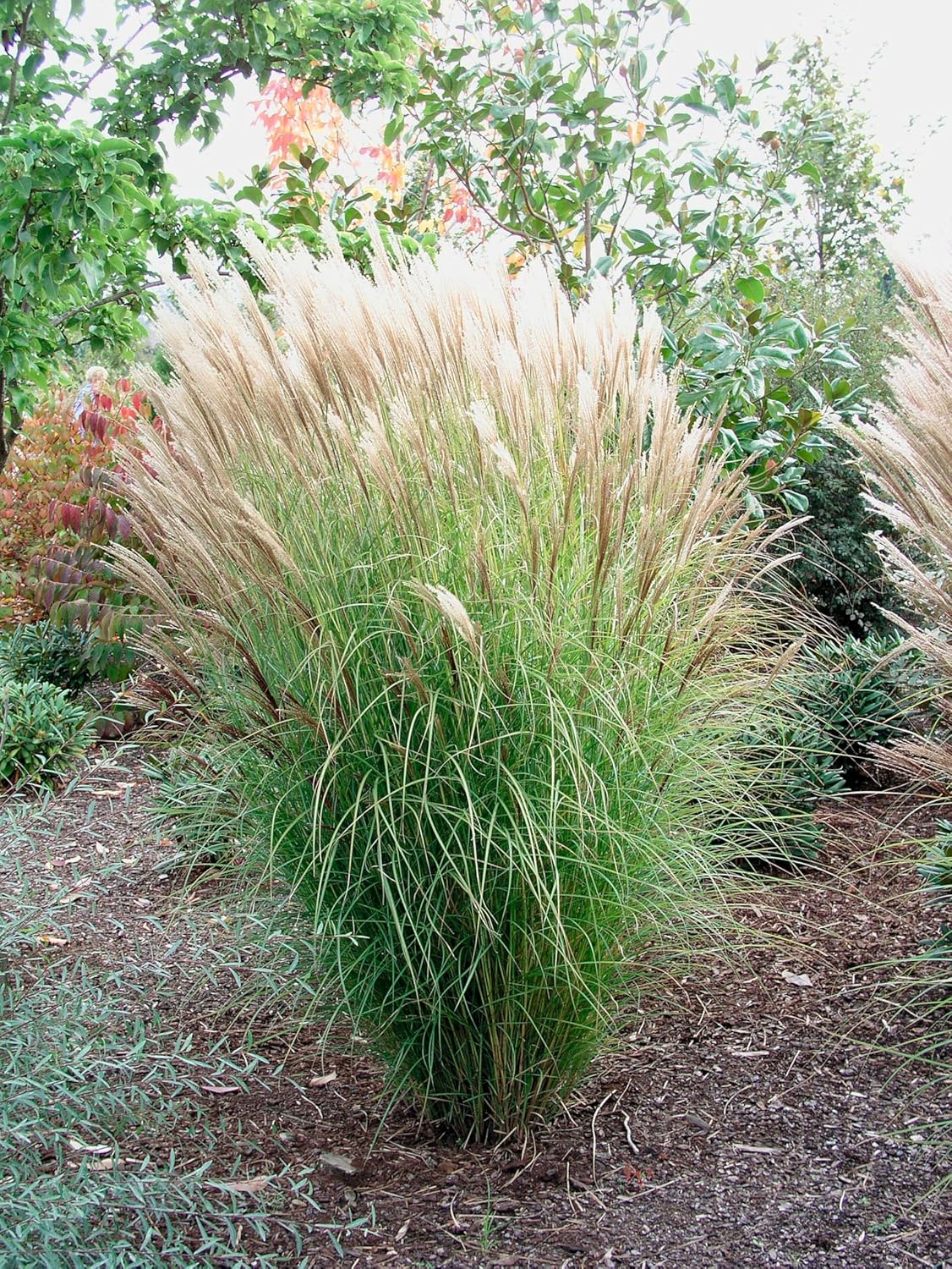 Miscanthus sinensis 'Silberspinne' / Weißes Chinaschilf