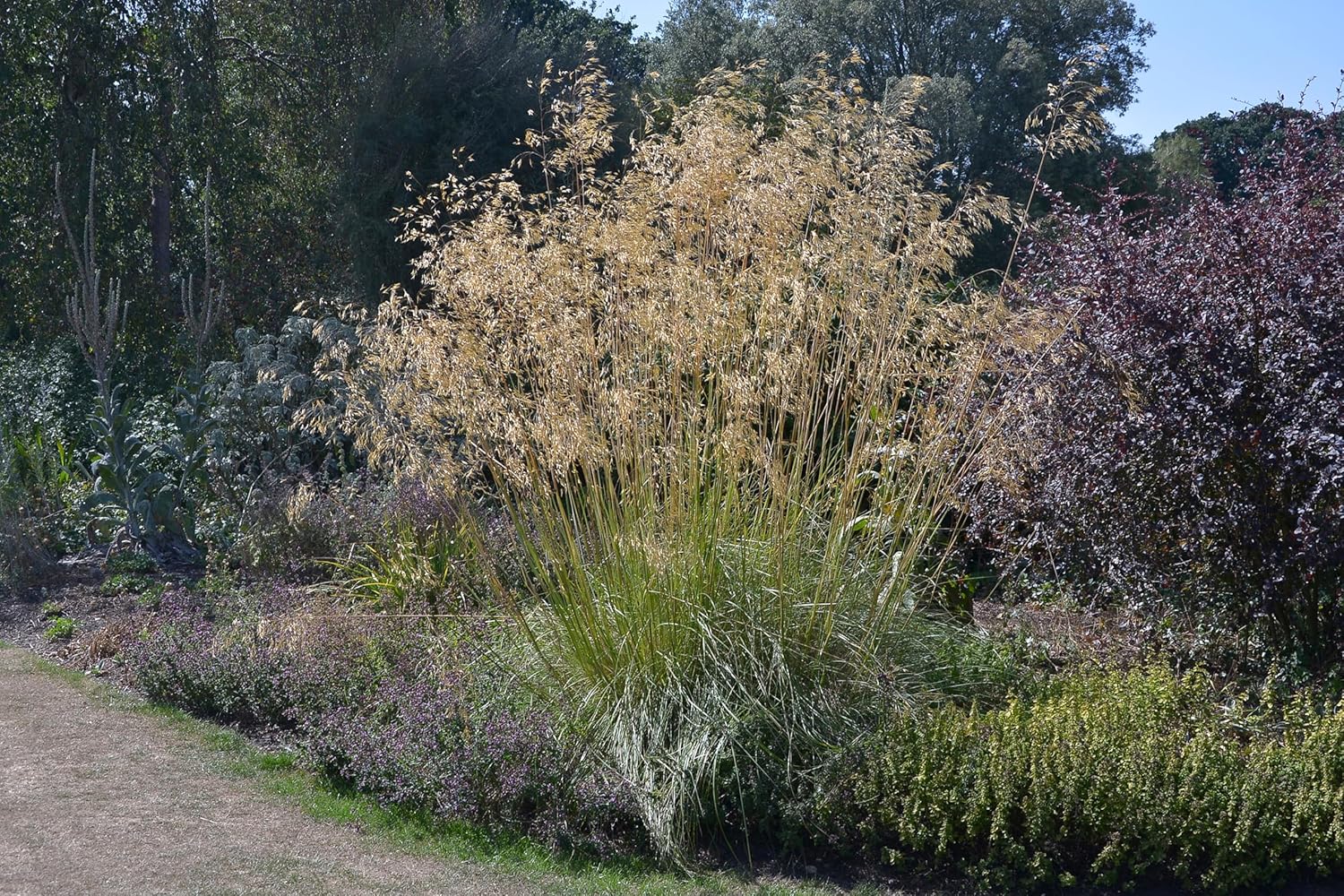 Stipa gigantea / Riesen-Federgras