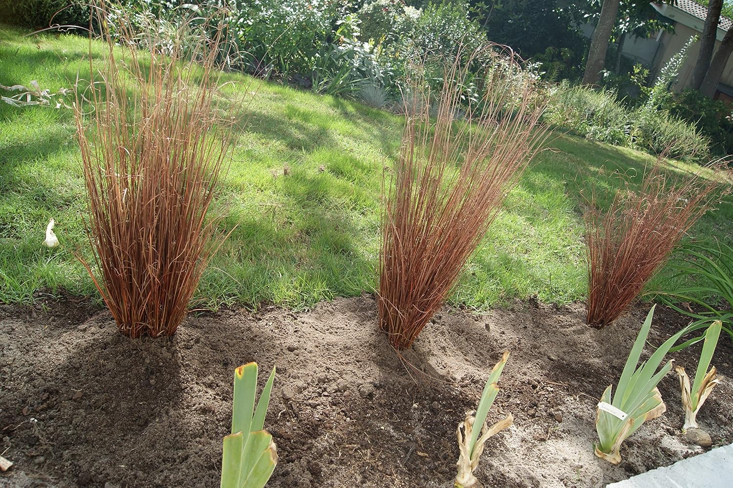 Carex buchananii 'Firefox' / Neuseeland Segge