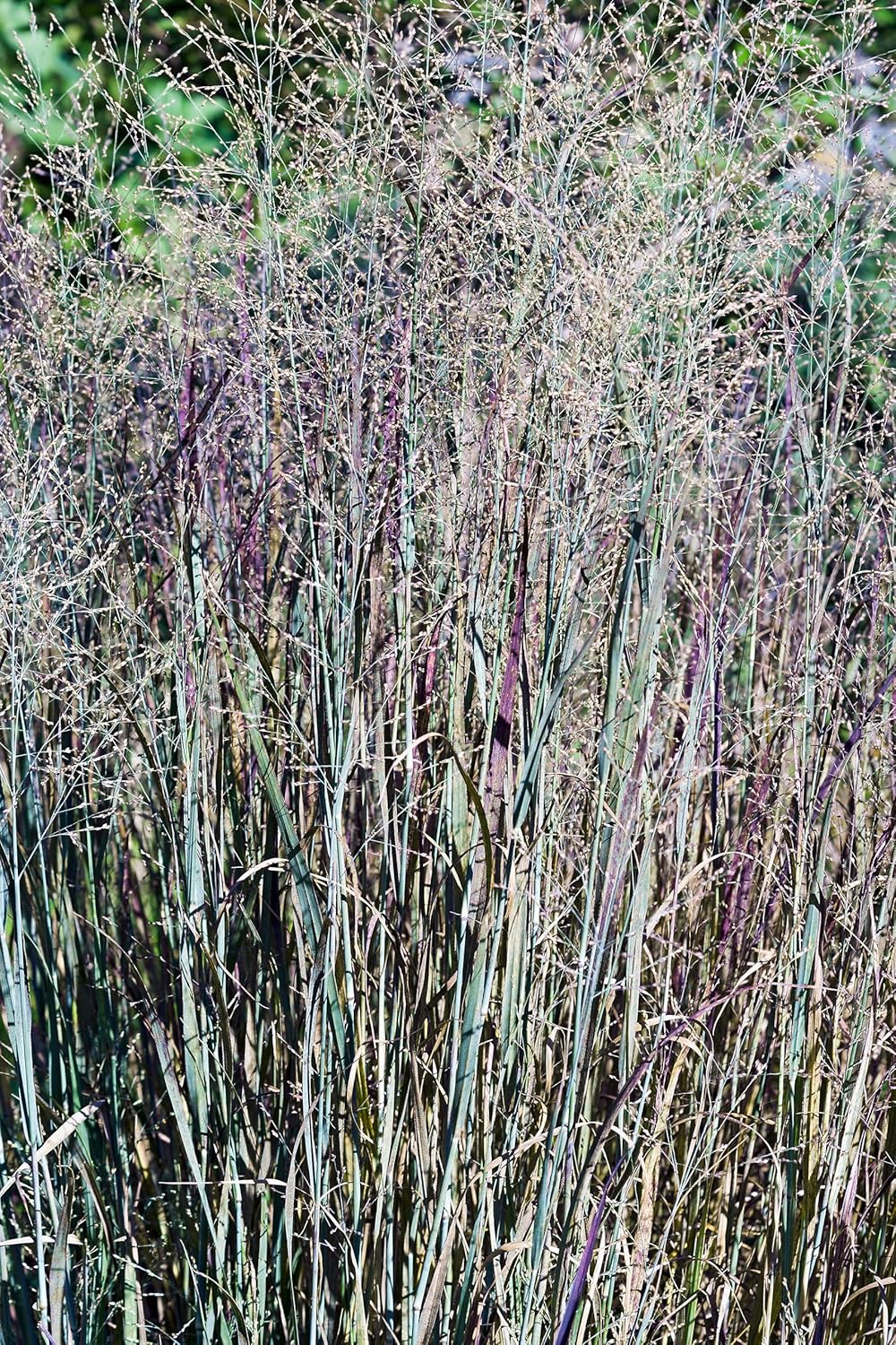 Panicum virgatum 'Heavy Metal' / Blaue Rutenhirse