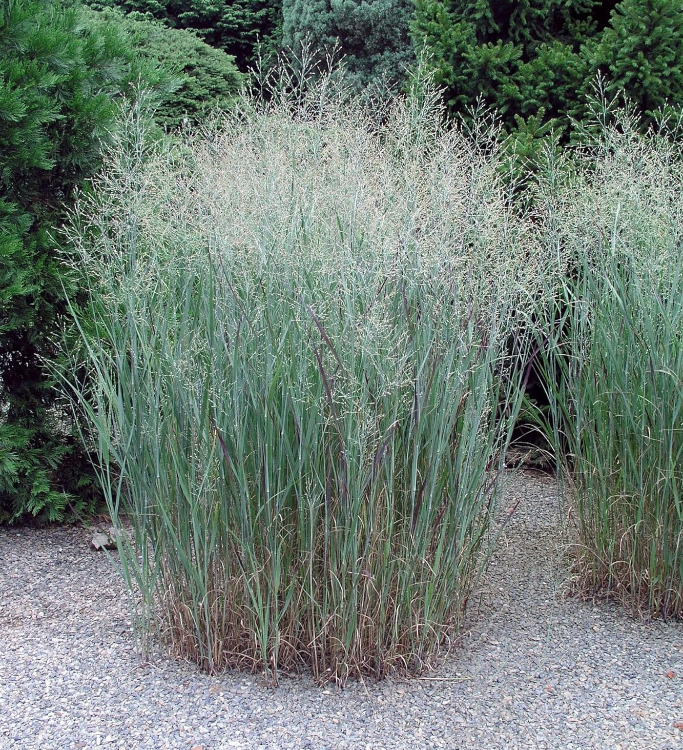 Panicum virgatum 'Heavy Metal' / Blaue Rutenhirse