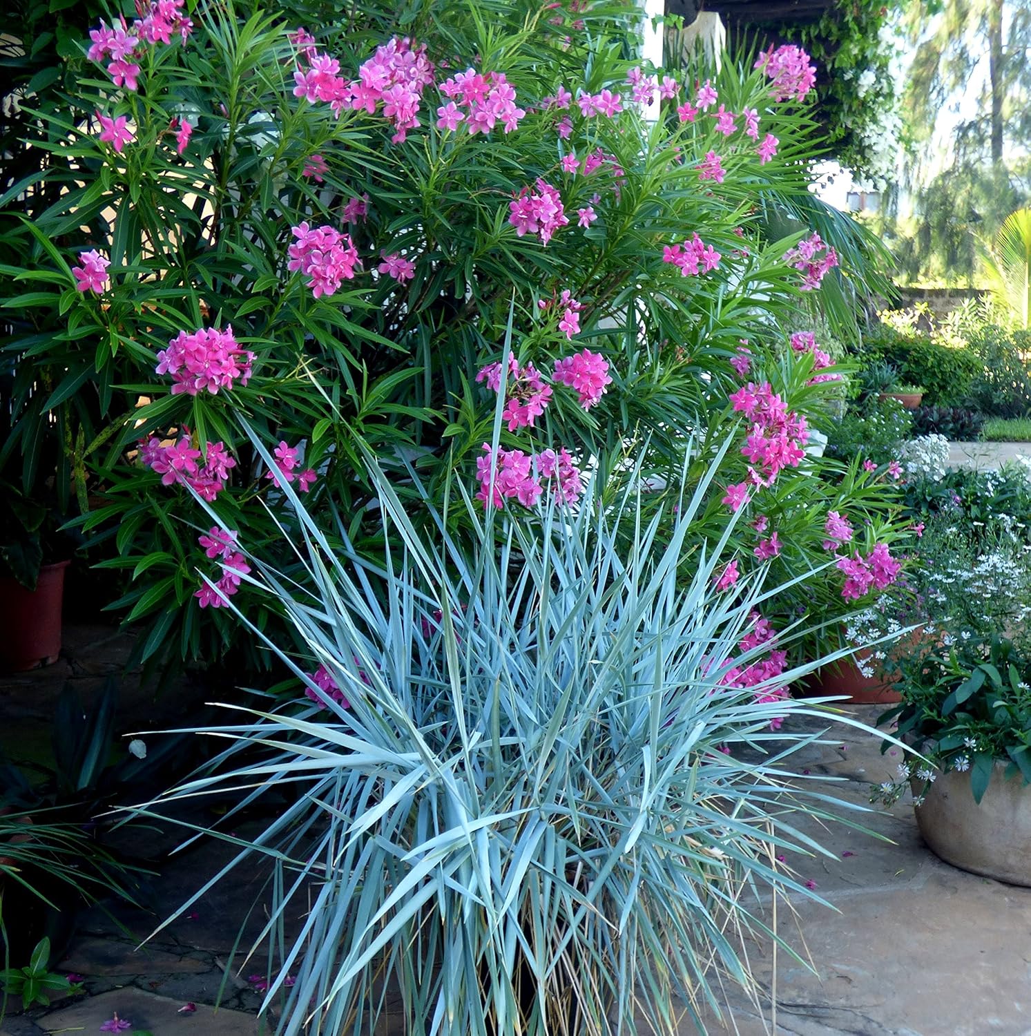 Leymus arenarius 'Blue Dune' / Blau Strandroggen