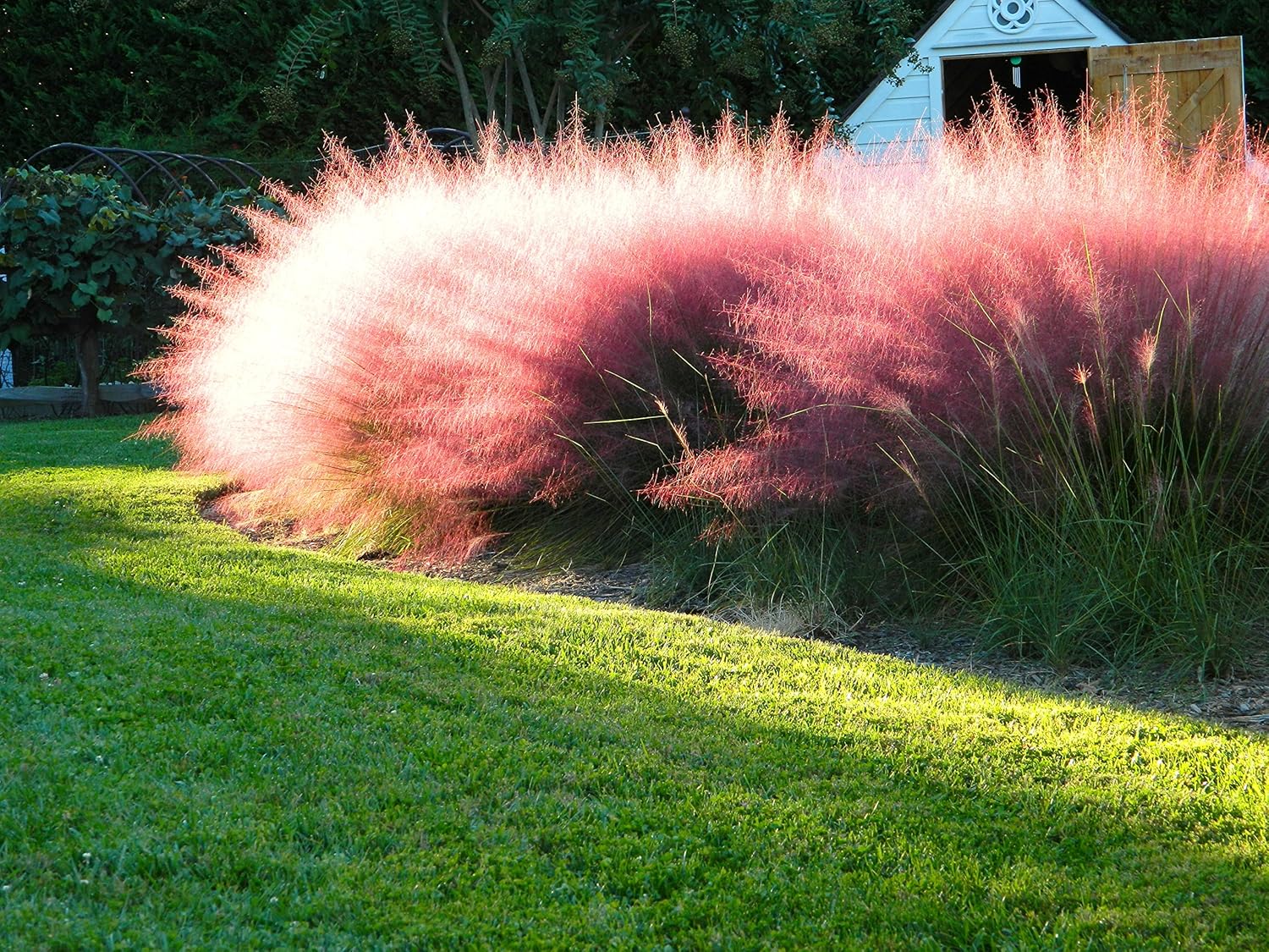 Muhlenbergia capillaris / Rosa Haargras - XXL Topf