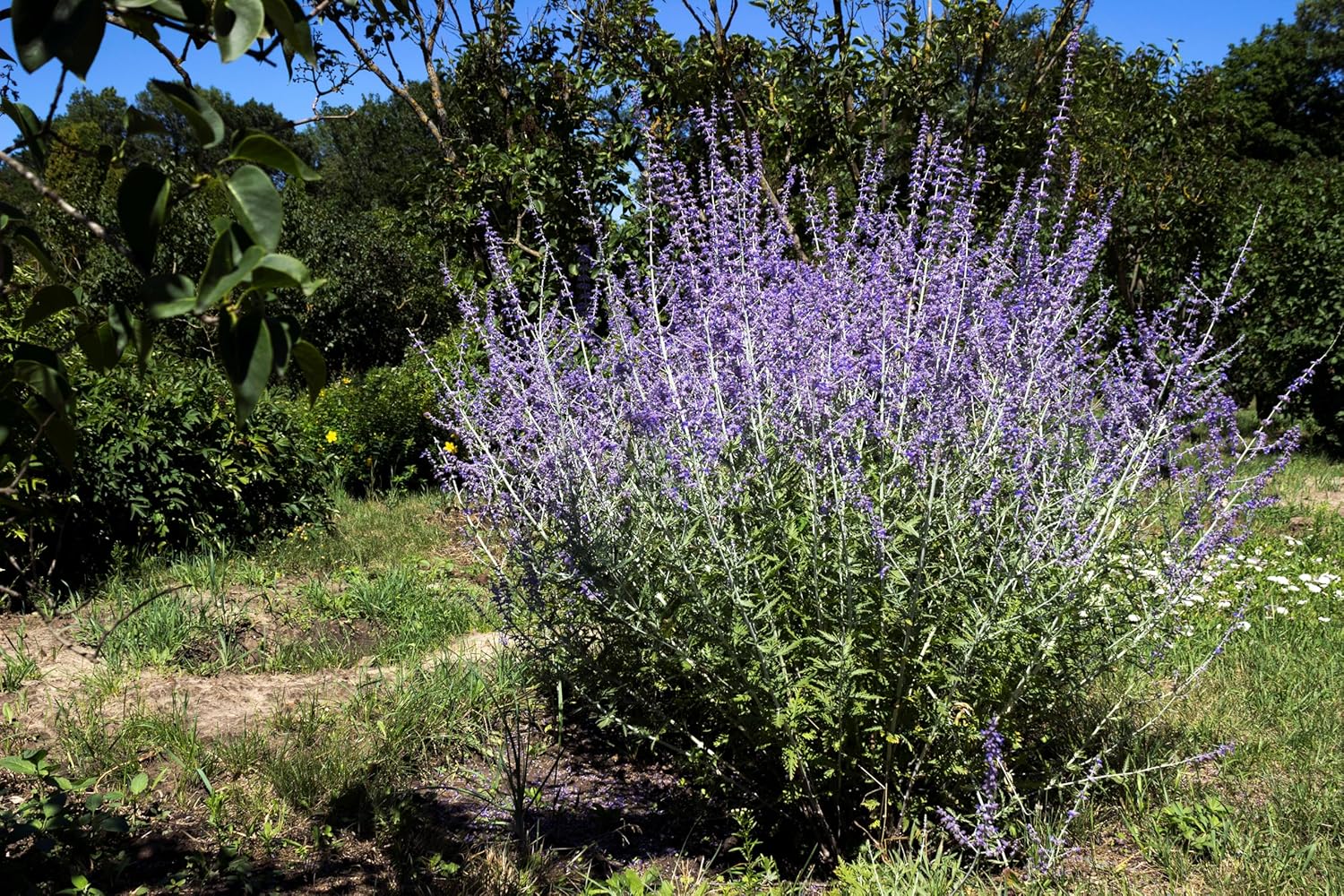 Perovskia atriplicifolia 'Blue Spire' / Blauraute