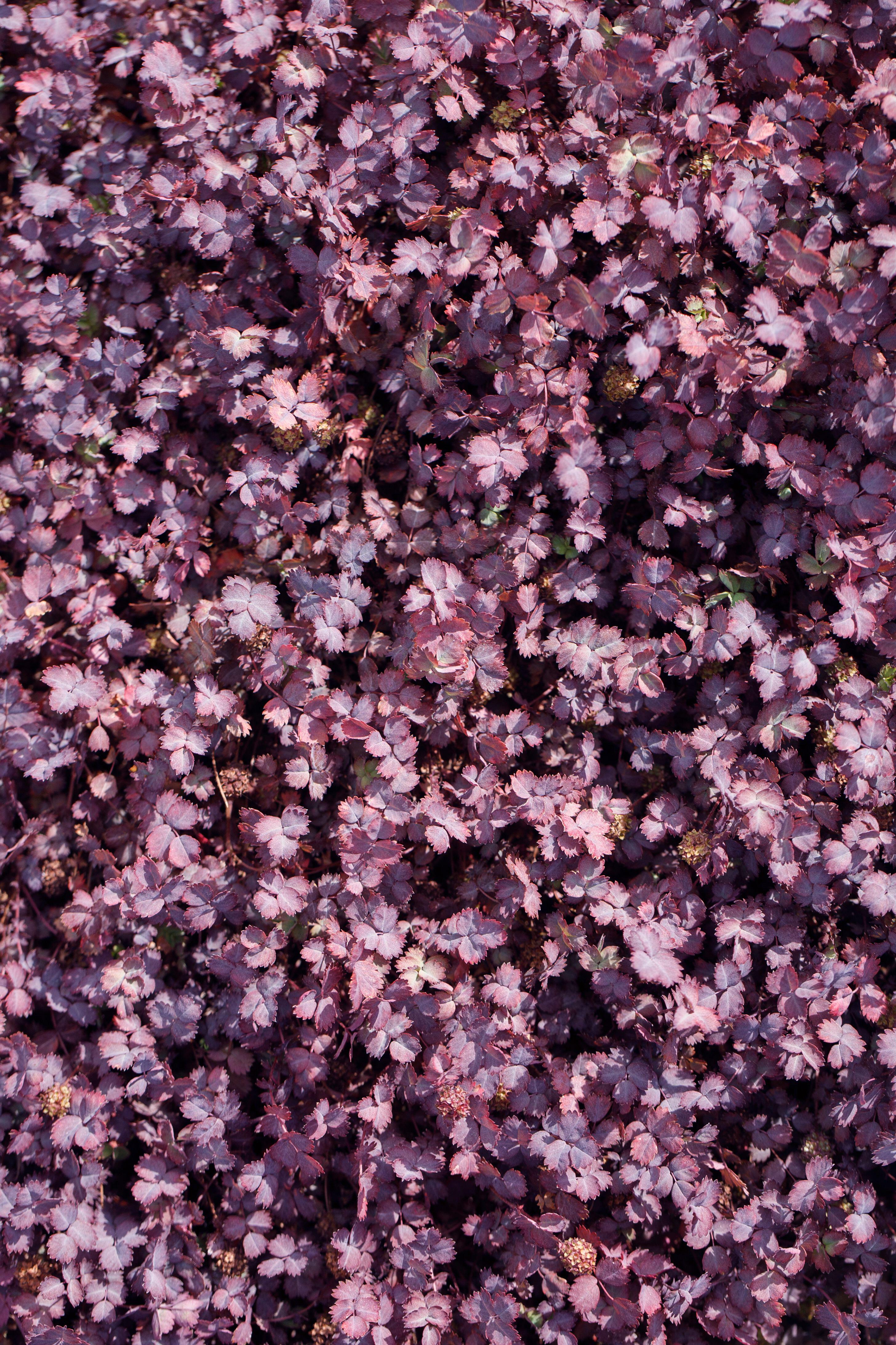 Acaena inermis 'Purpurea' / Purpur Stachelnüsschen