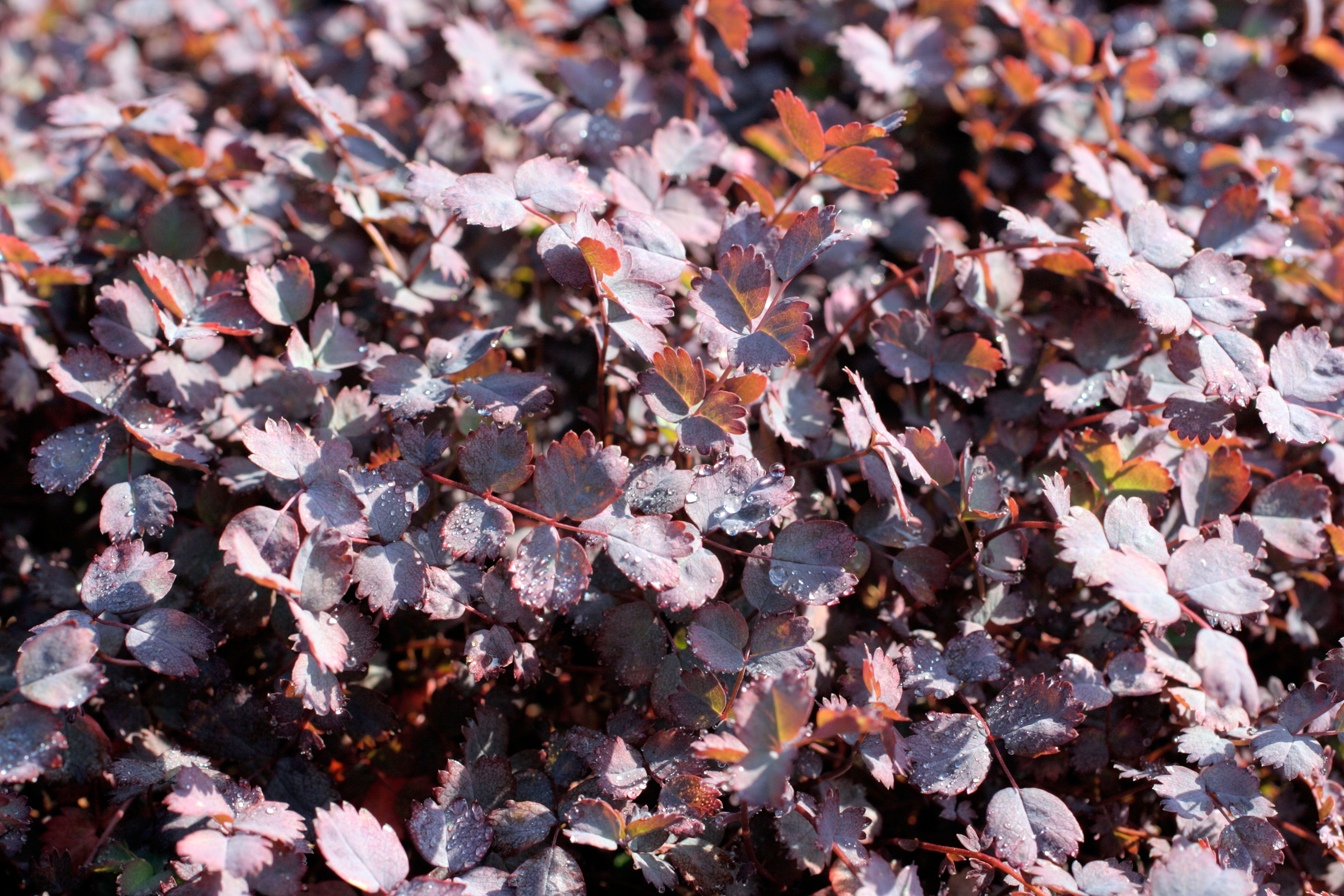 Acaena inermis 'Purpurea' / Purpur Stachelnüsschen