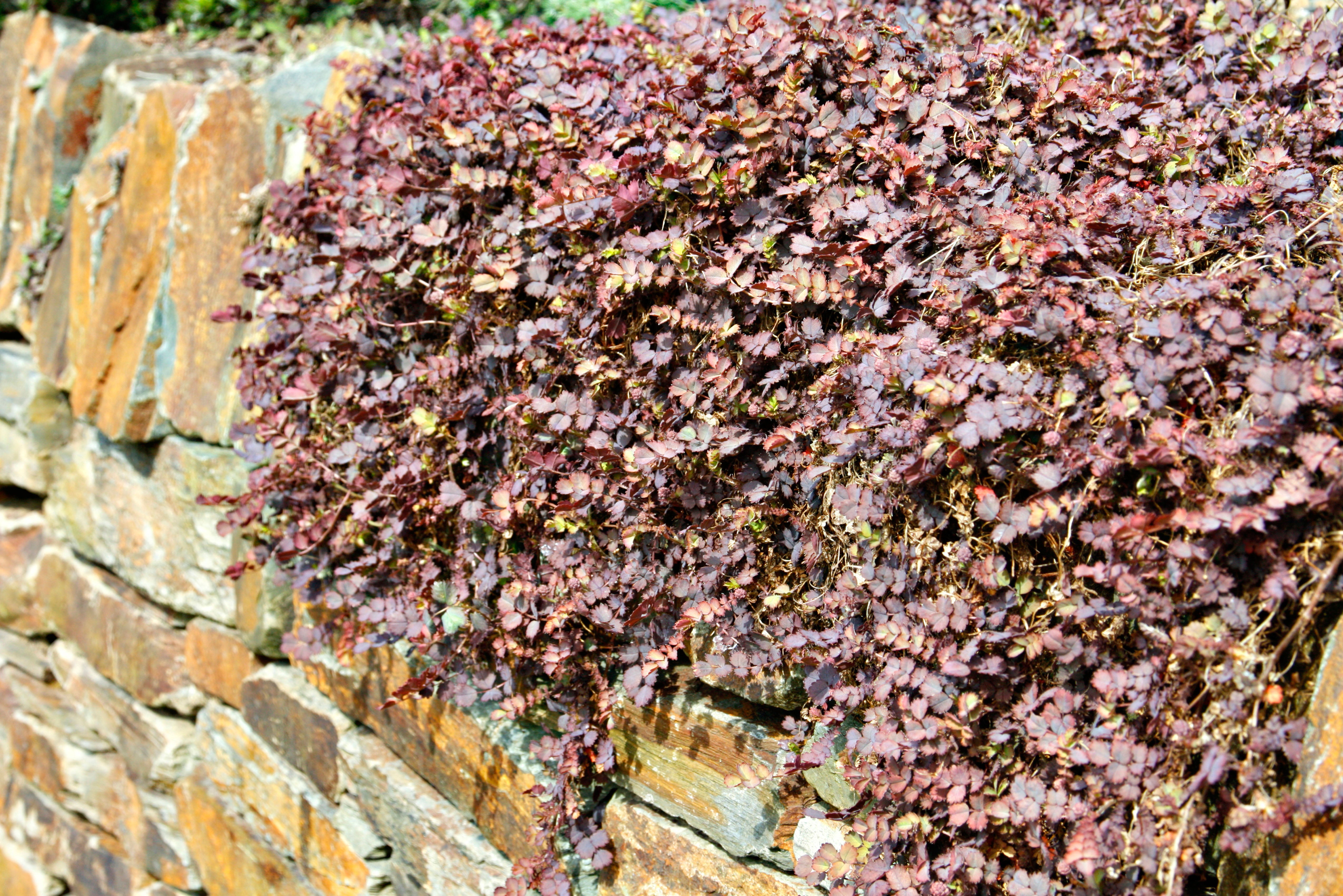Acaena inermis 'Purpurea' / Purpur Stachelnüsschen