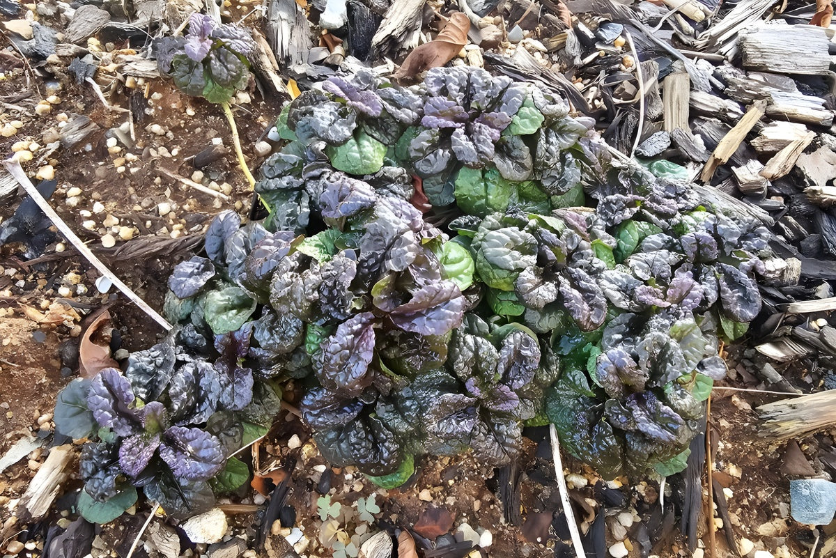 Ajuga pyramidalis 'Metallica Crispa'/ Günsel