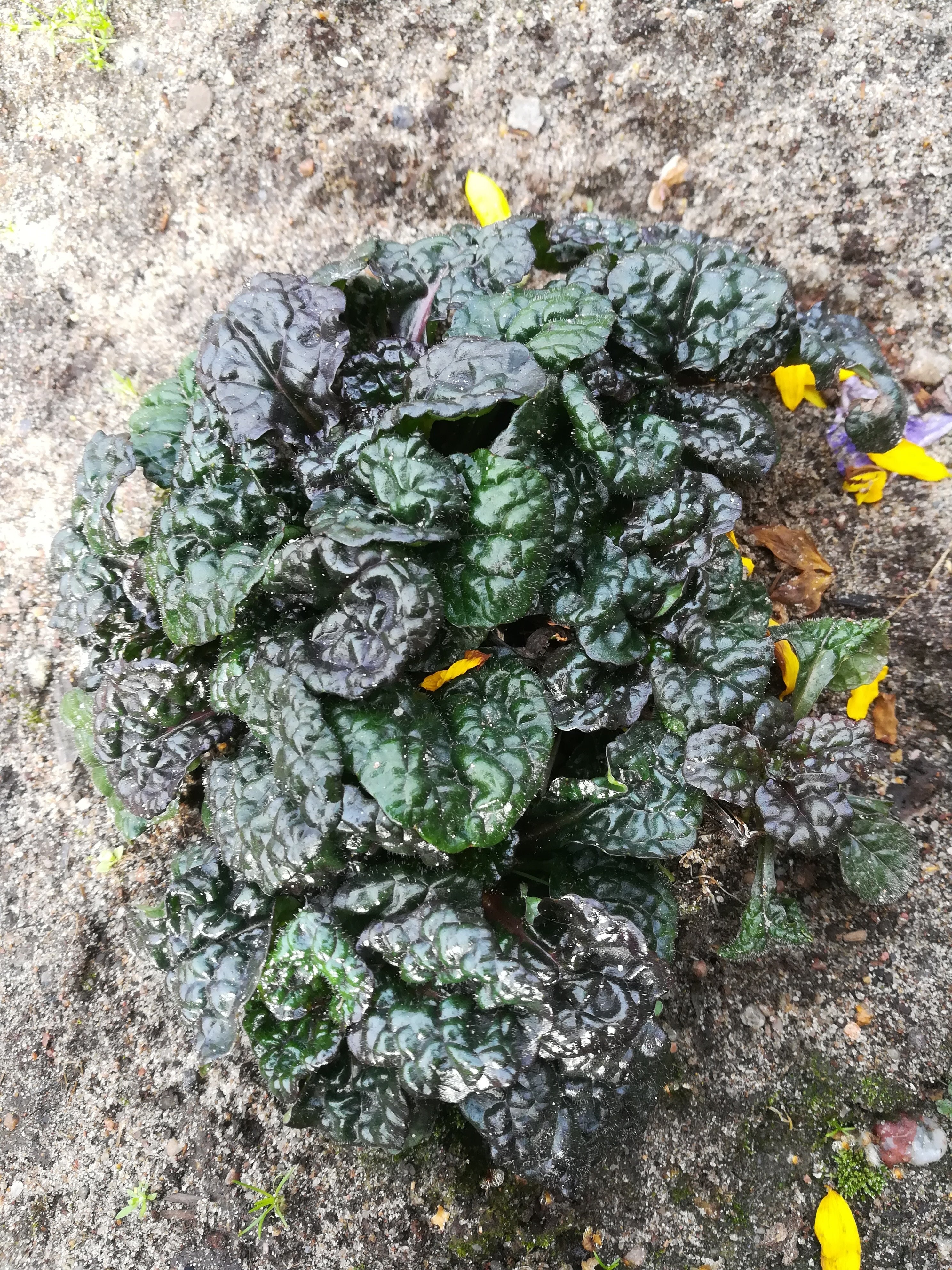 Ajuga pyramidalis 'Metallica Crispa'/ Günsel
