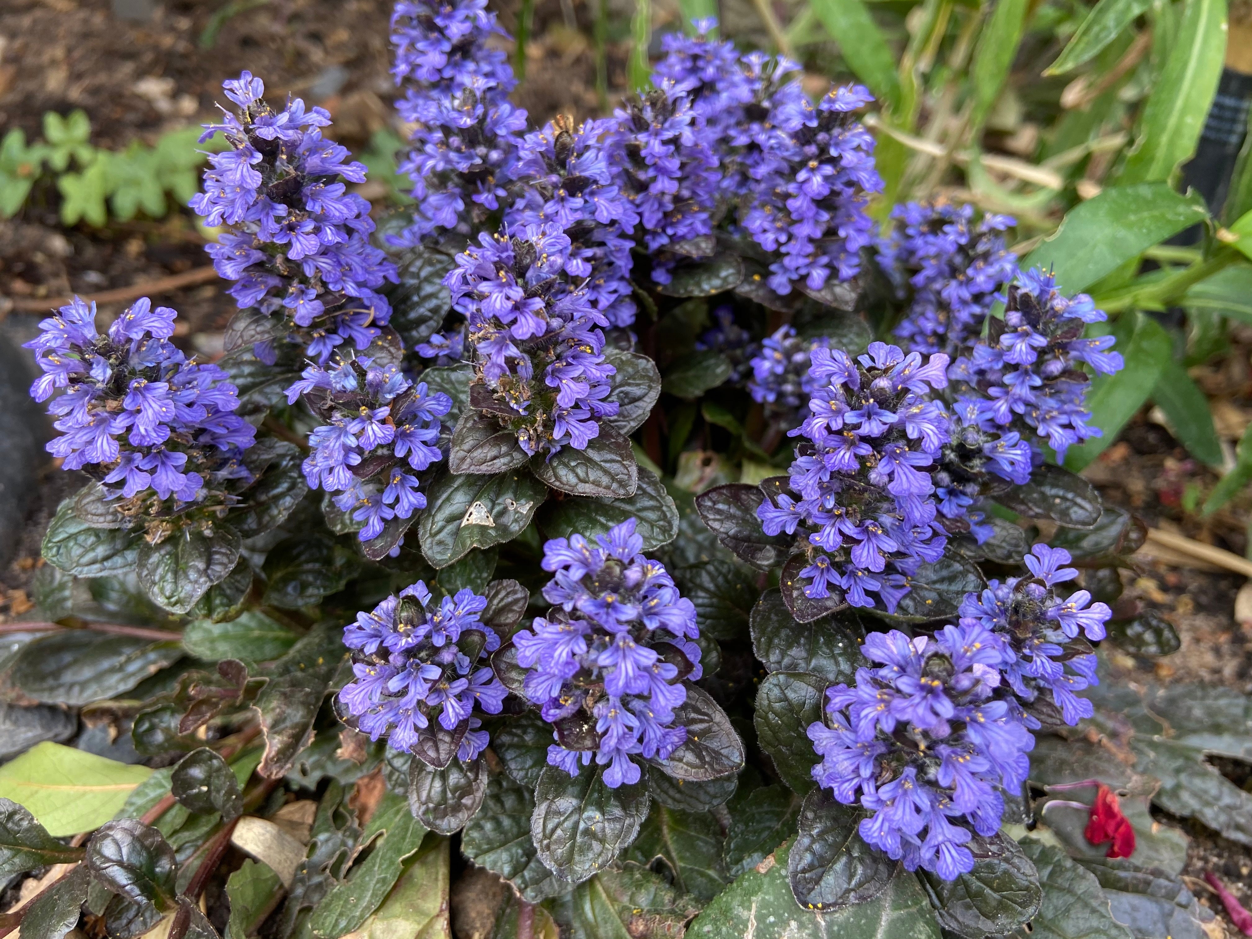 Ajuga reptans 'Black Scallop' / Günsel