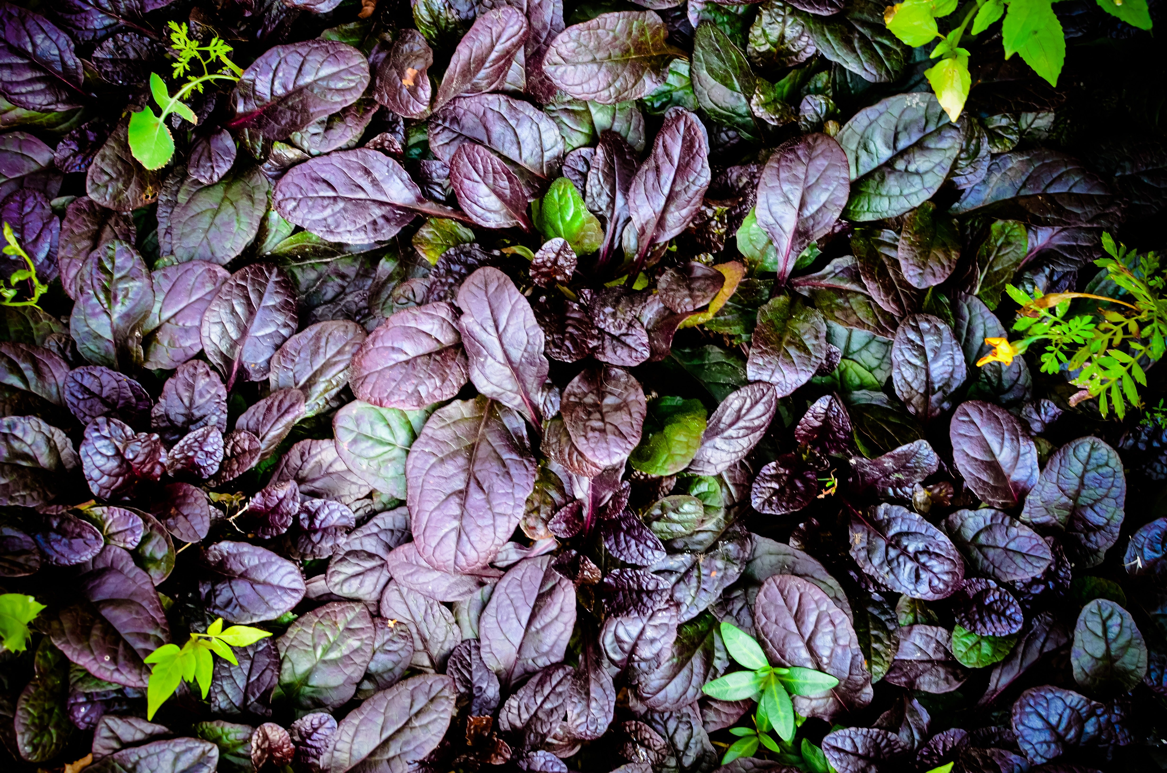 Ajuga reptans 'Black Scallop' / Günsel