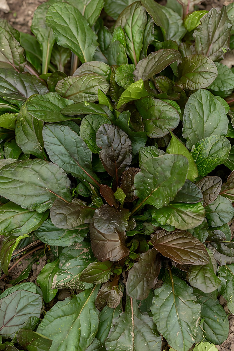Ajuga reptans 'Braunherz' / Günsel