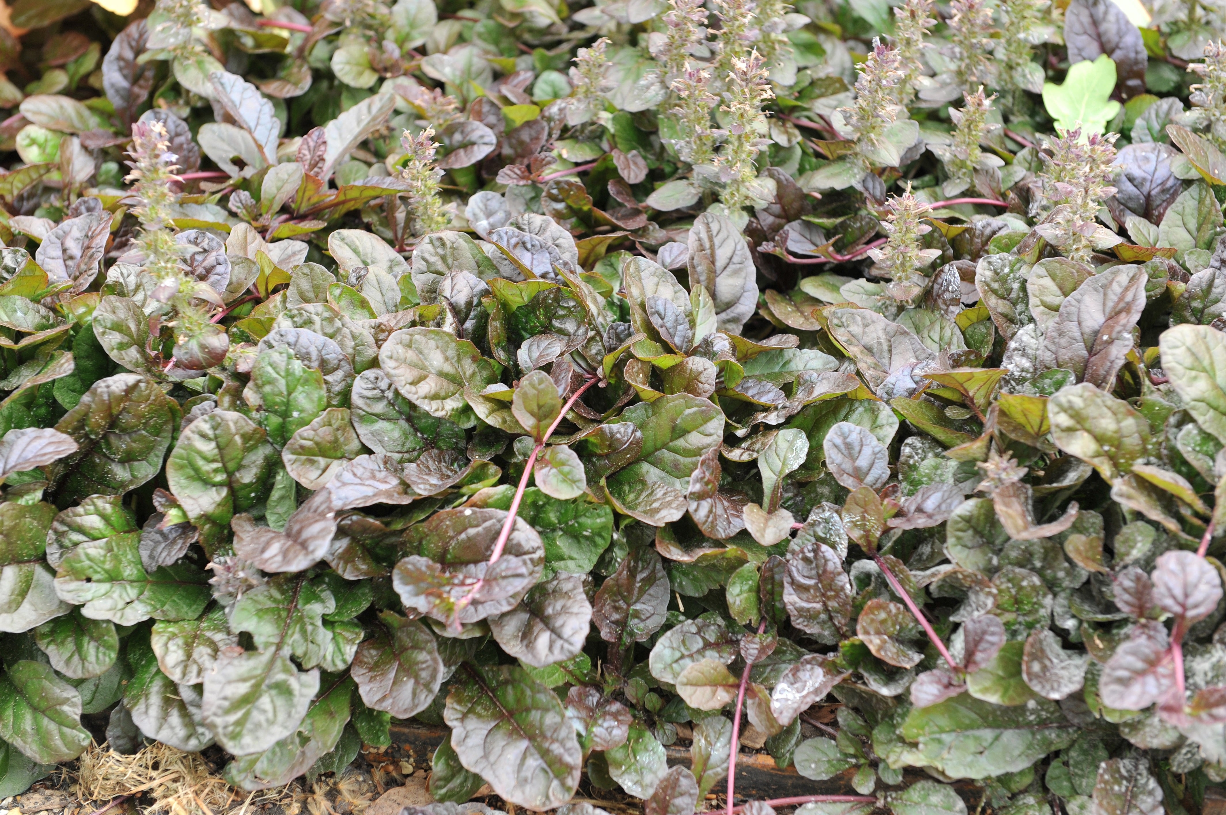 Ajuga reptans 'Braunherz' / Günsel