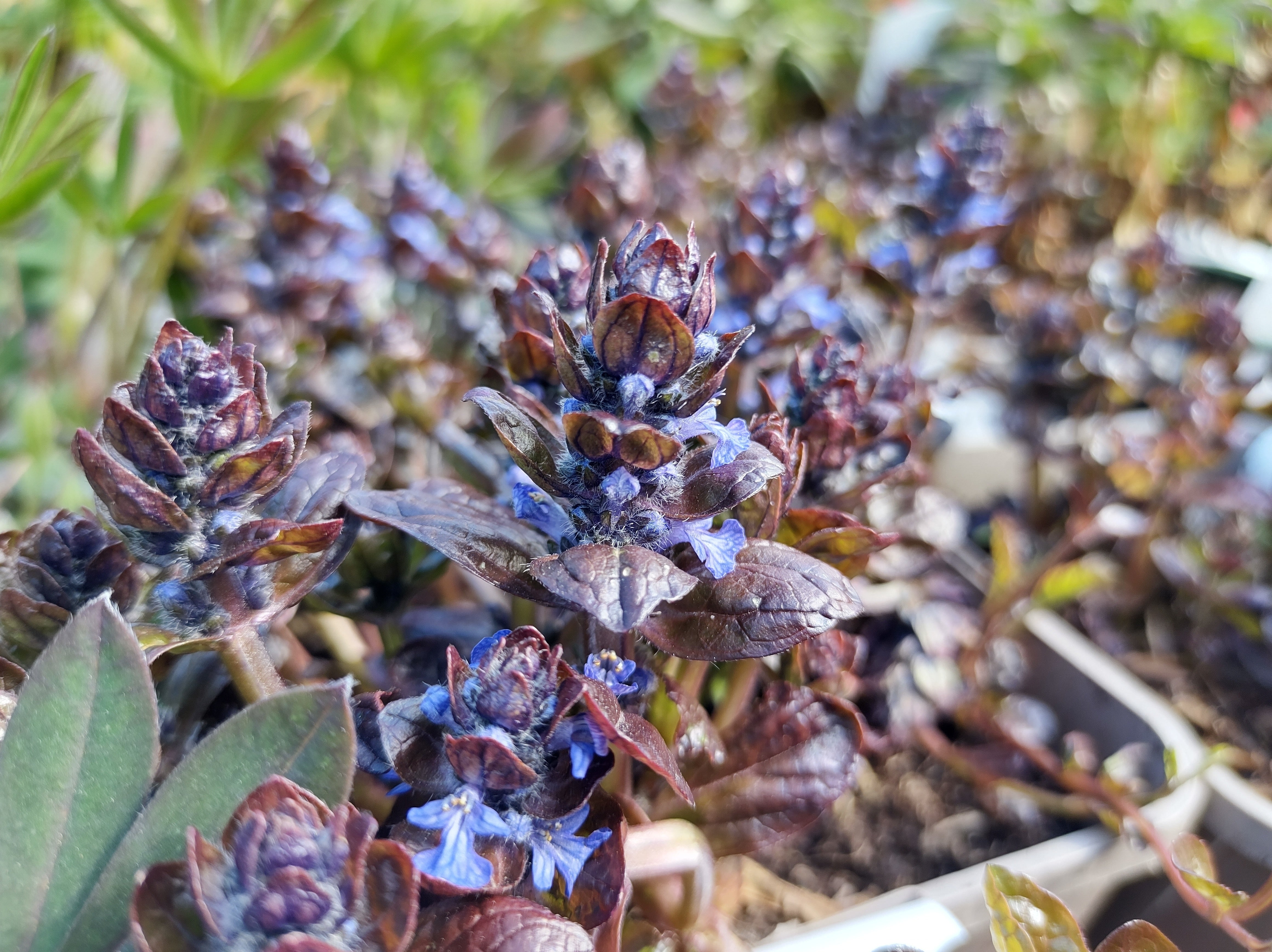Ajuga reptans 'Braunherz' / Günsel