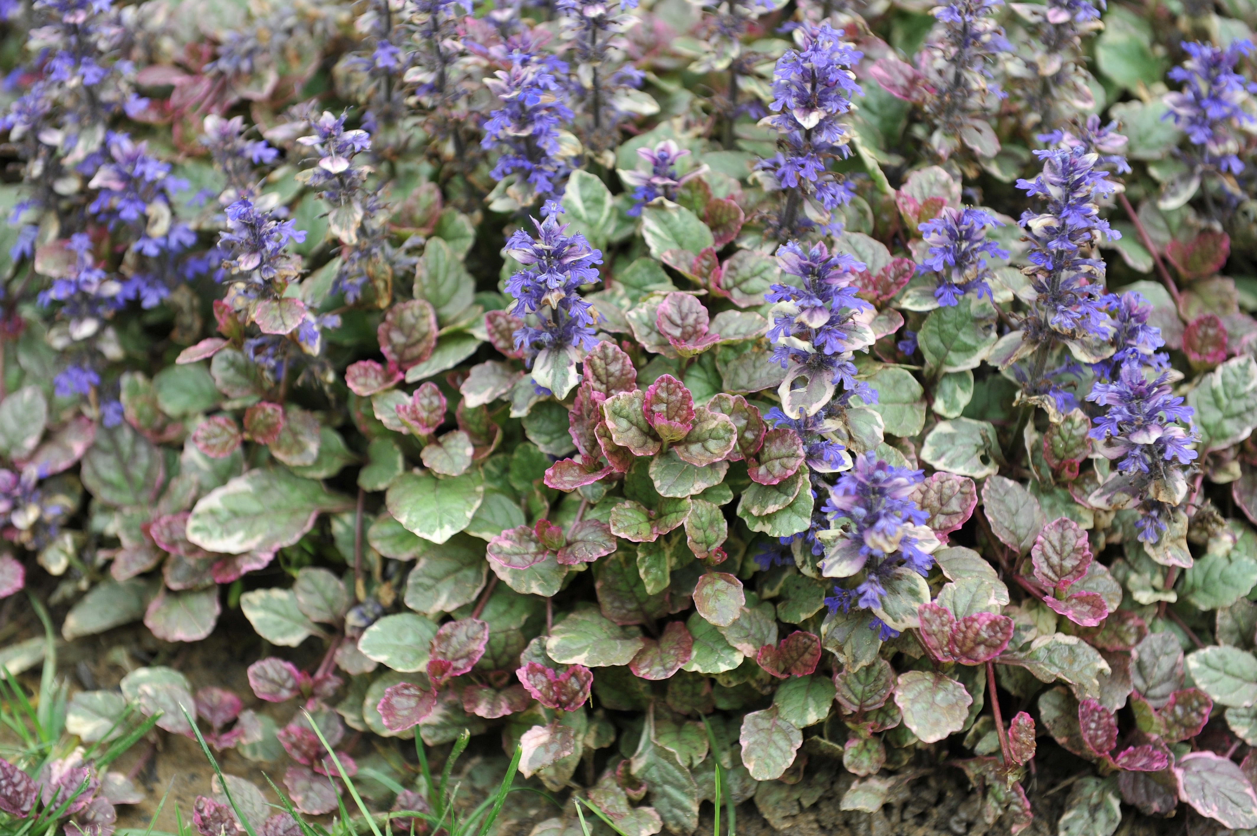 Ajuga reptans ‚Burgundy Glow' / Günsel