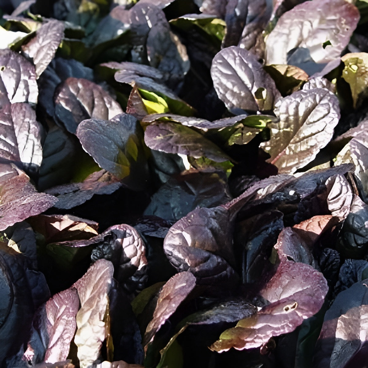 Ajuga reptans 'Evening Glow' / Günsel